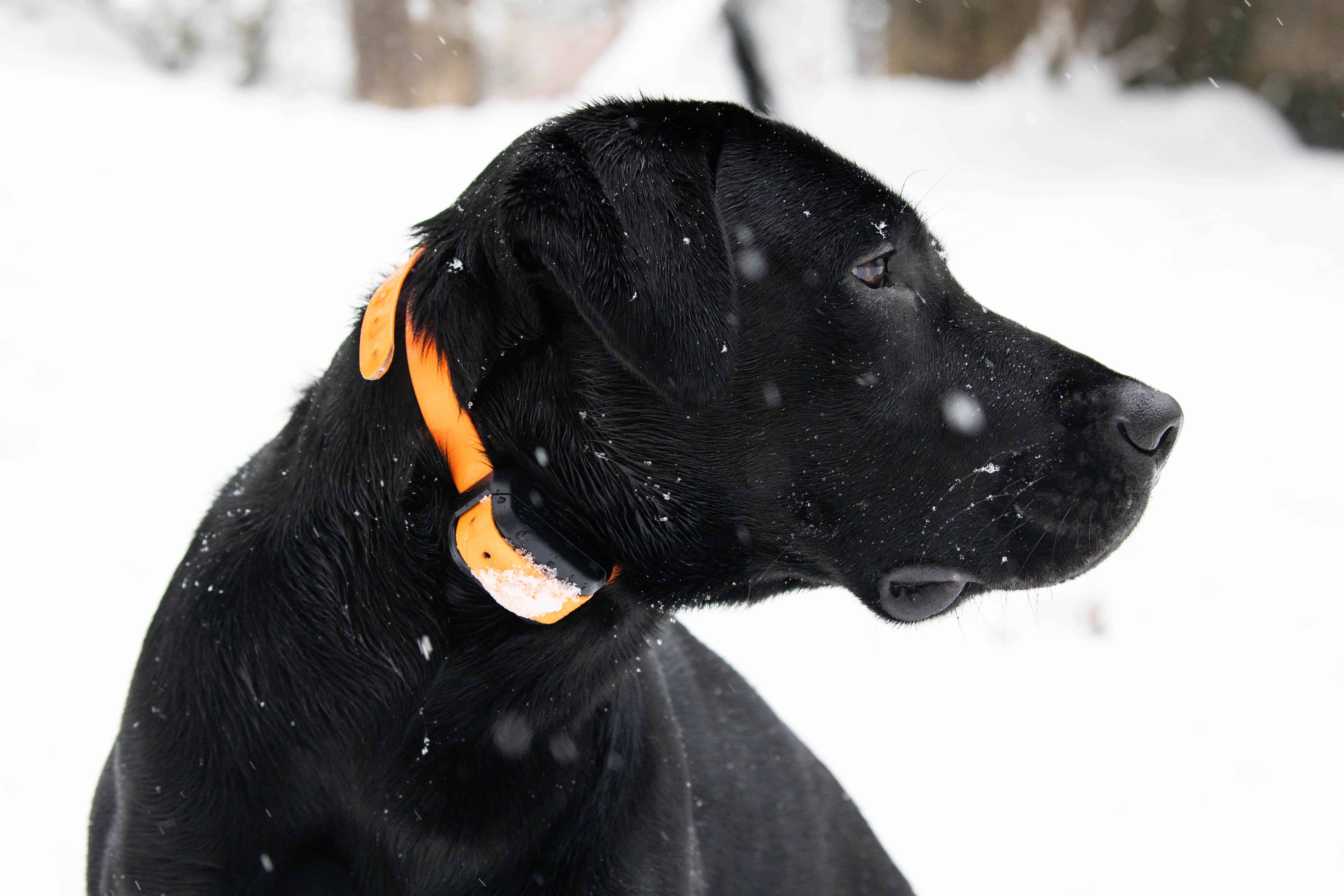 Read more about the article The Facts About E-Collars