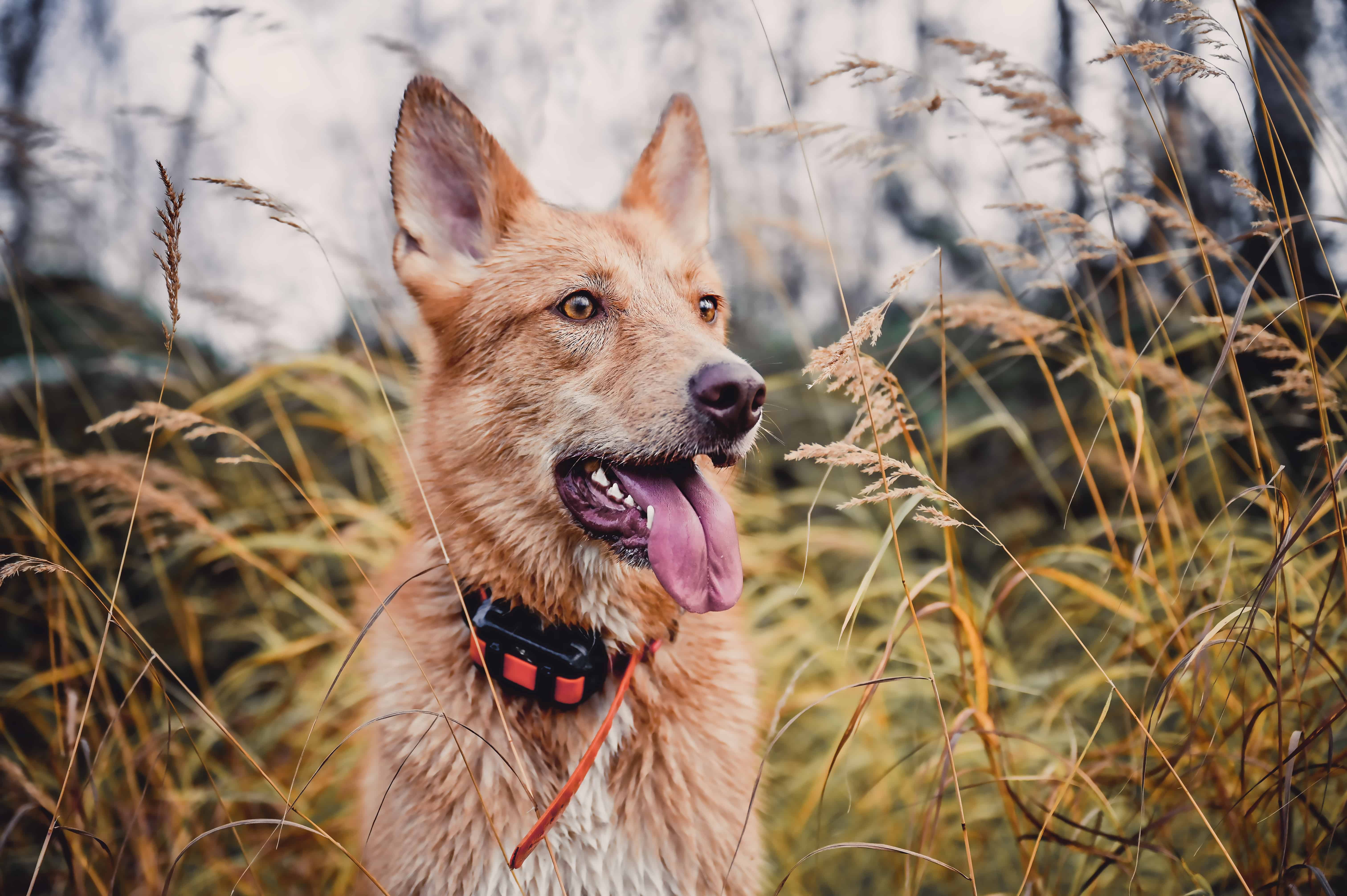 e collar used on off leash walk