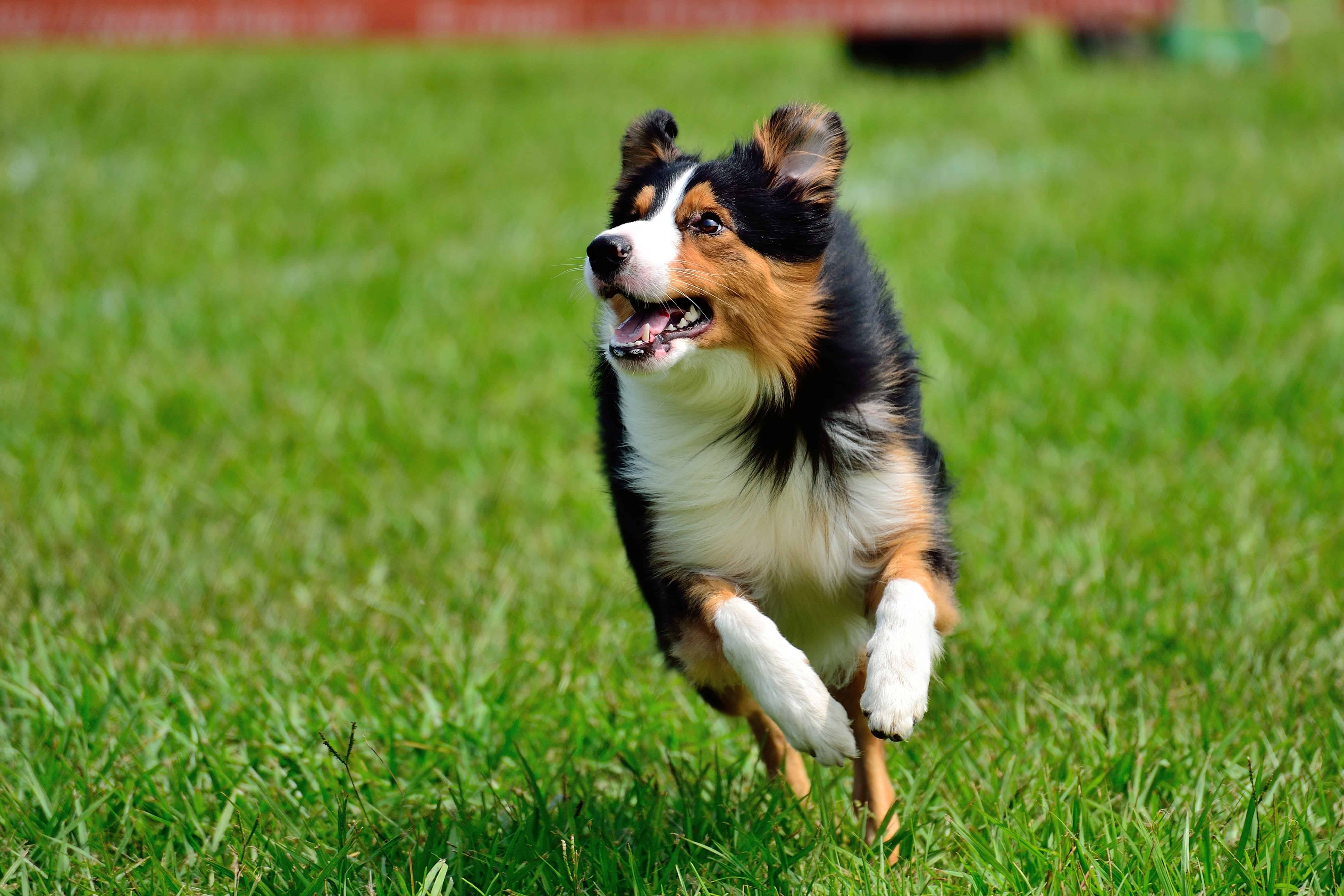 tricolor border collie running in grass