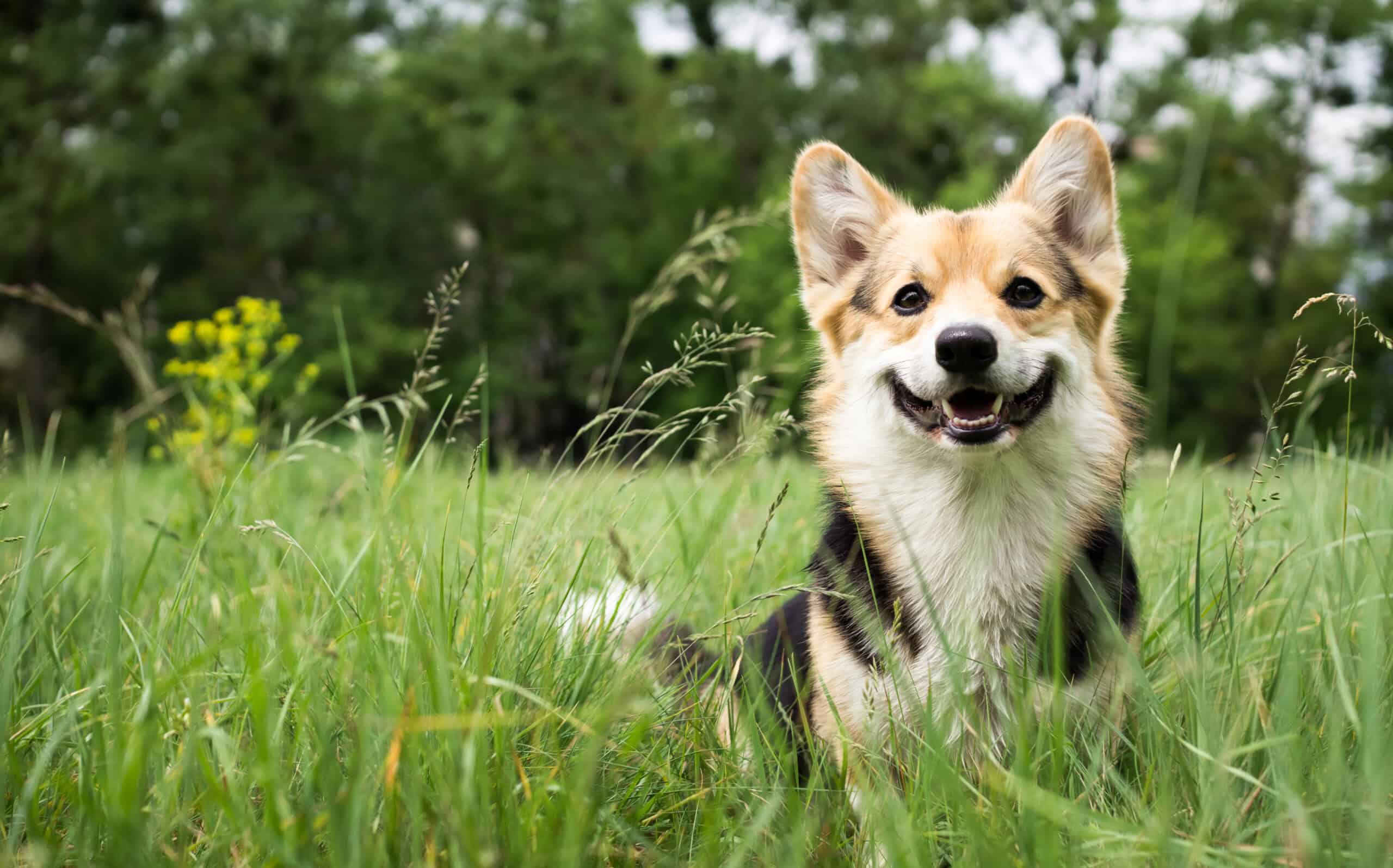 happy dog in grass