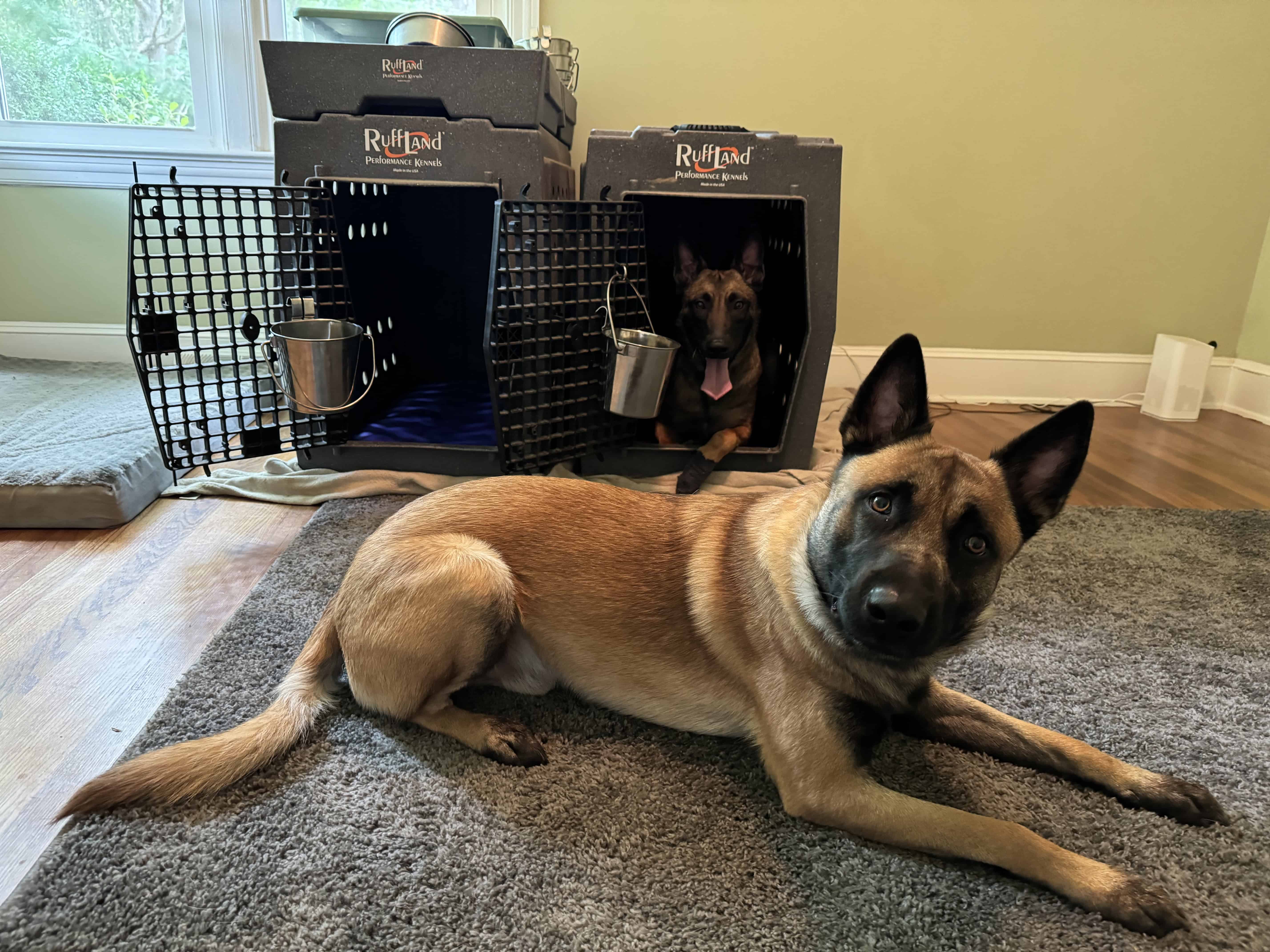 Read more about the article Dogs and Crates: What You Need To Know