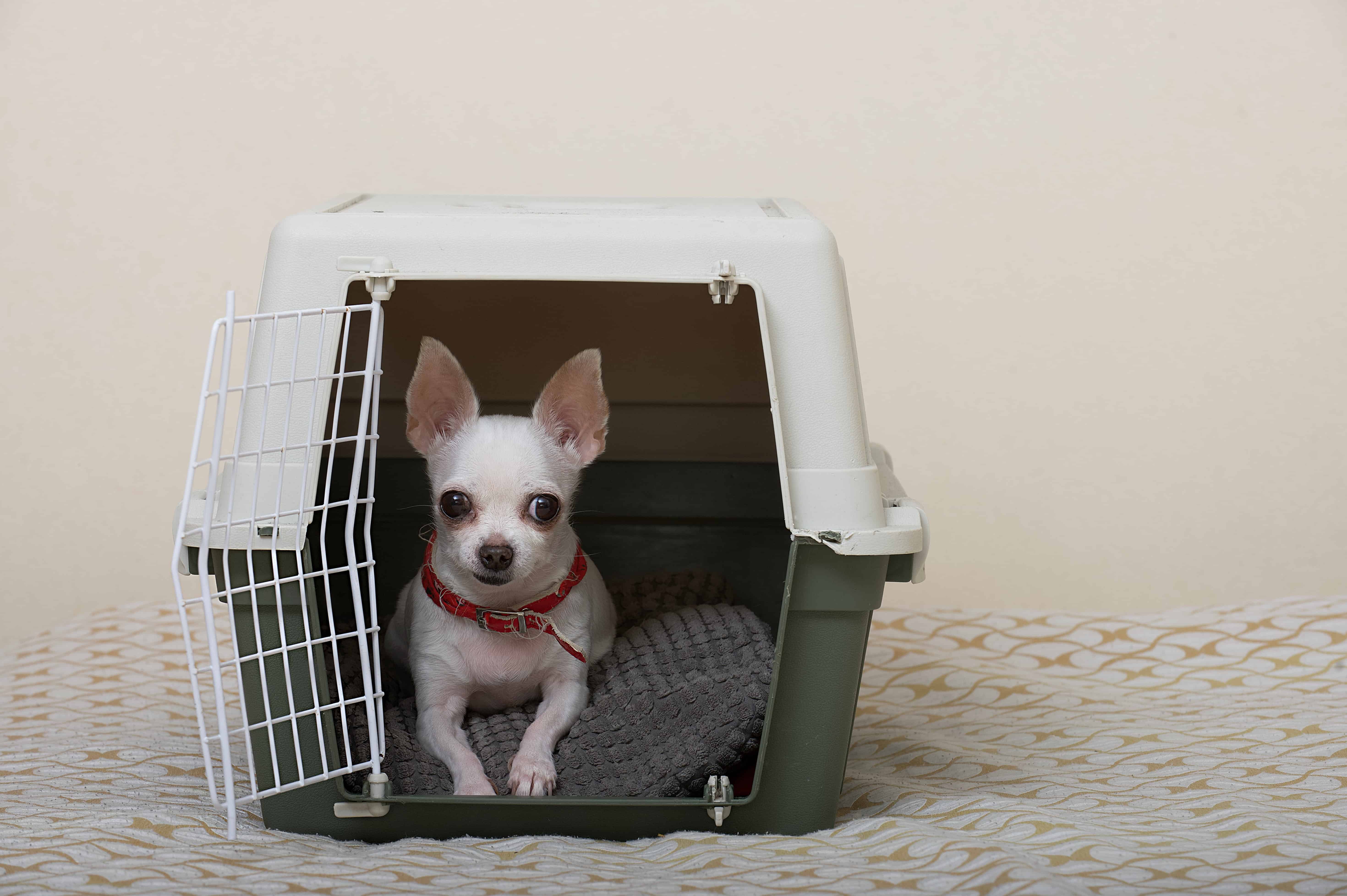 chihuahua inside plastic crate