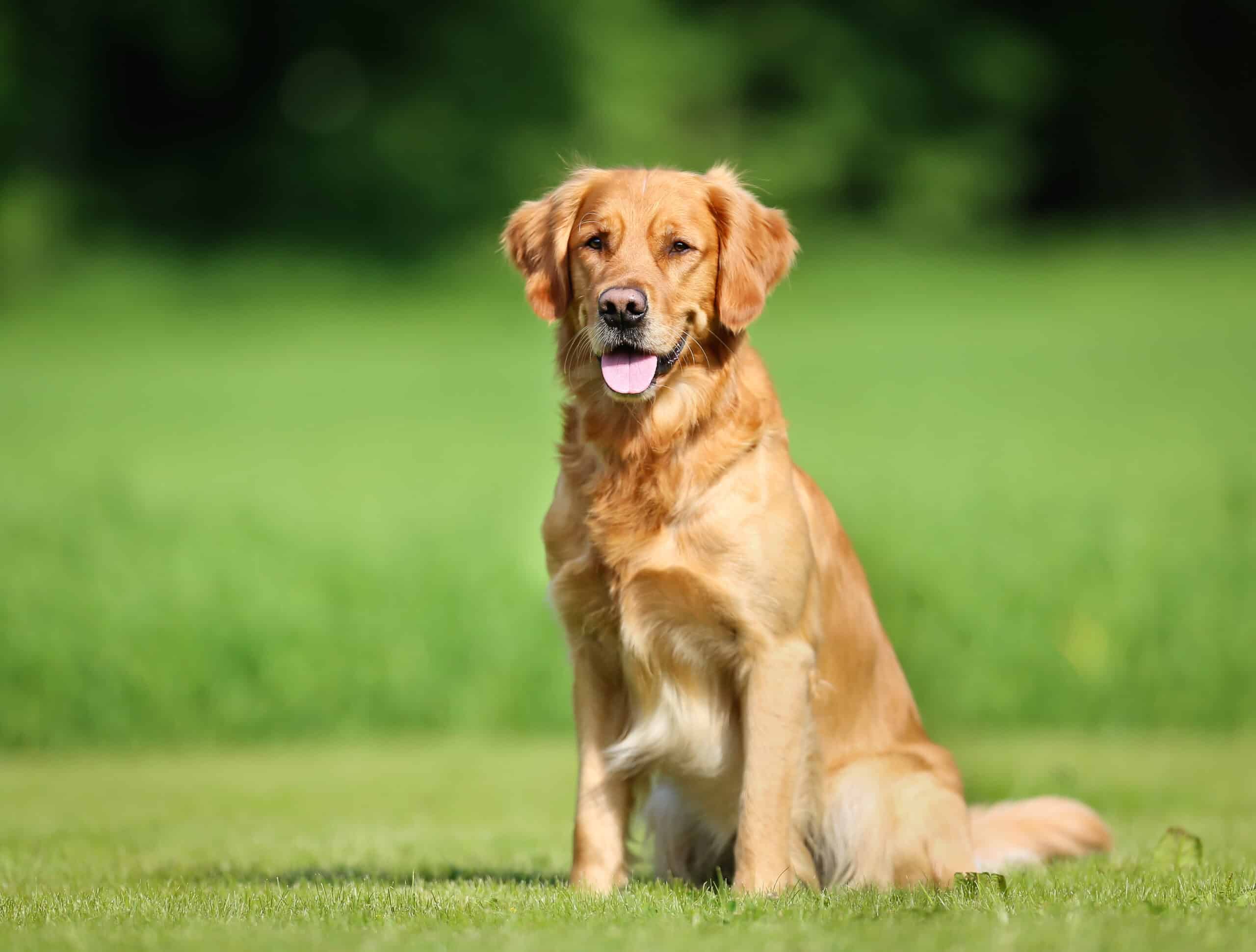 golden retriever sitting