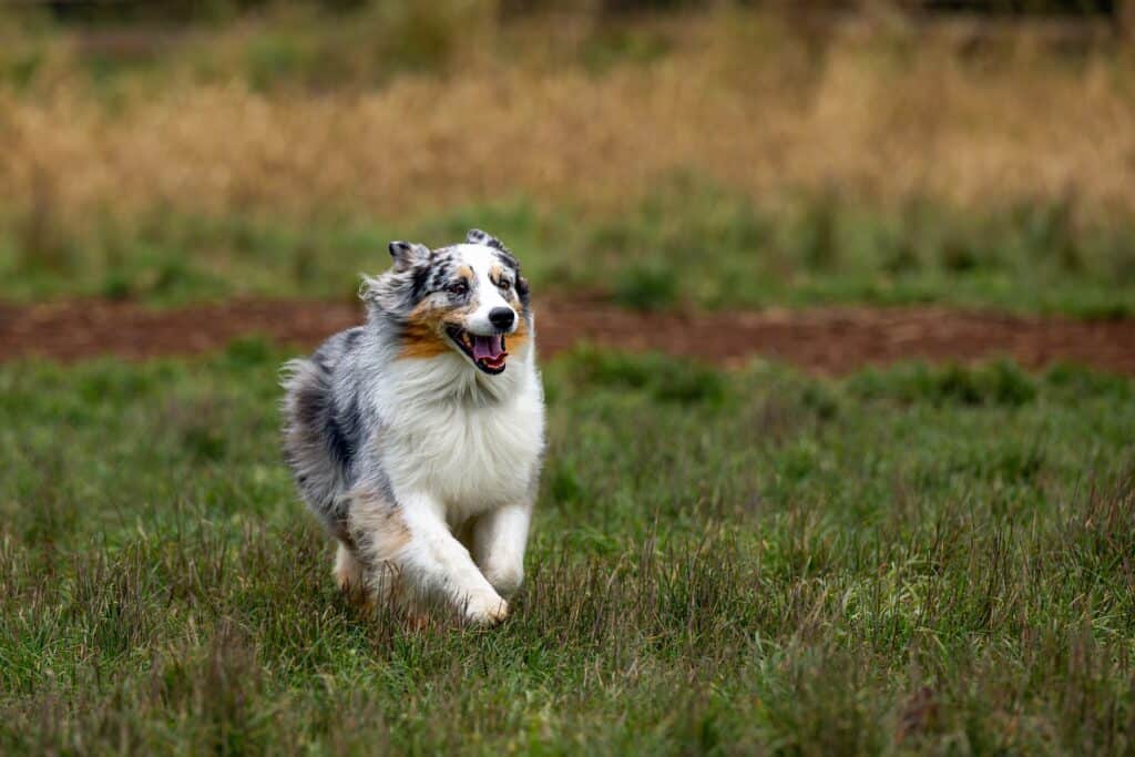 australian shepherd running of leash