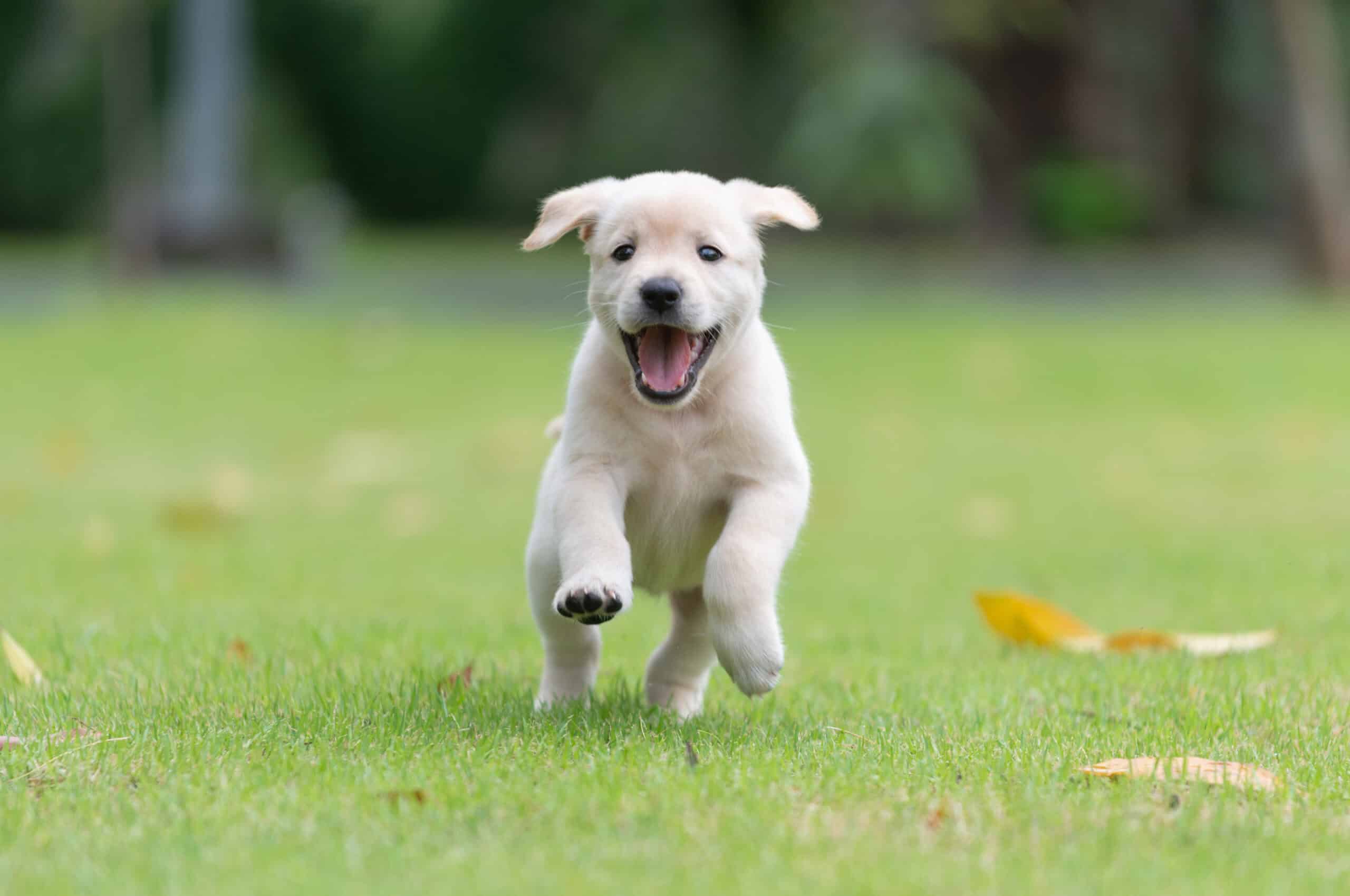 golden retriever puppy in yard