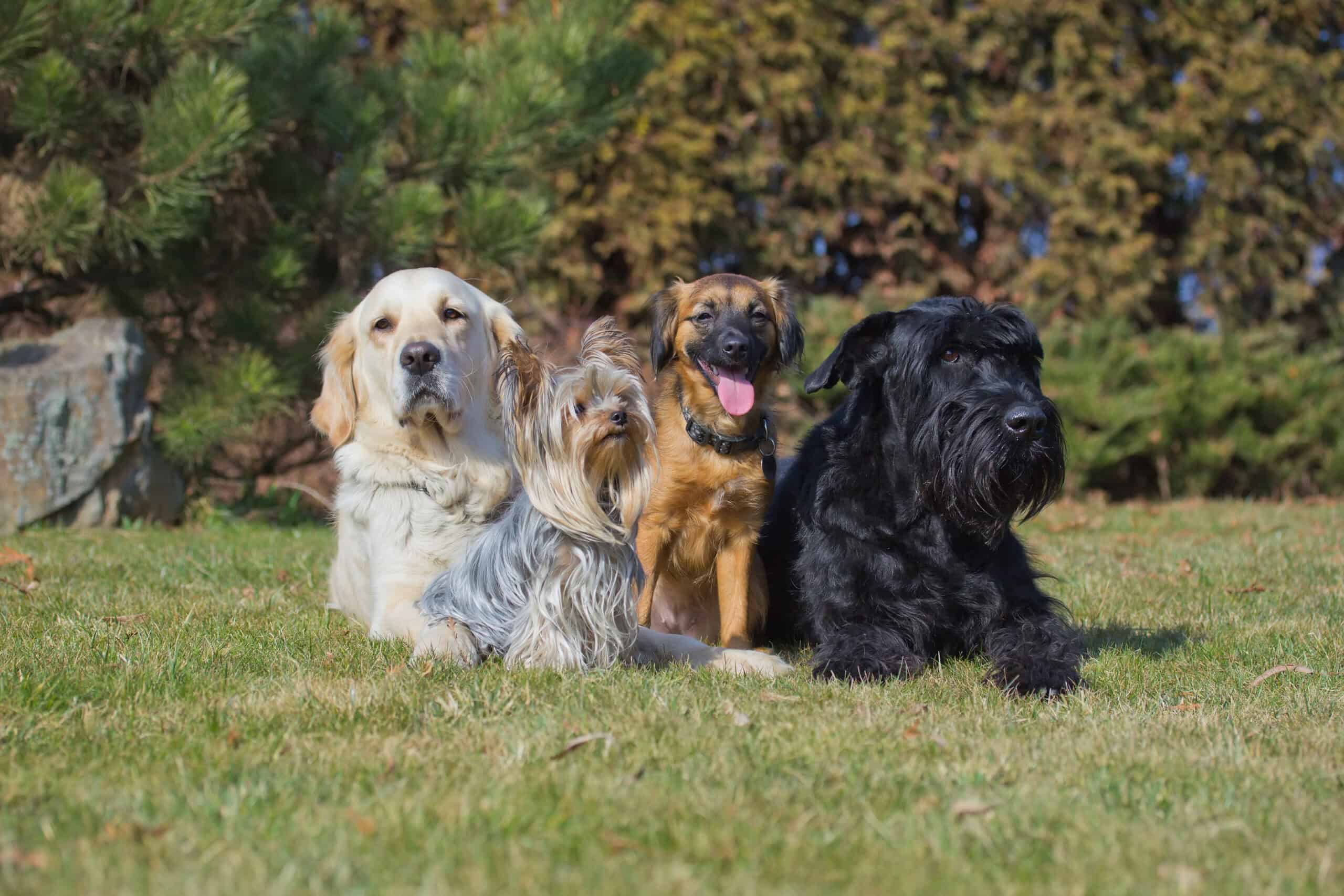 different dog breeds