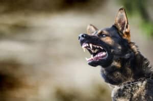 Read more about the article Why Your Dog May (Or May Not) Be A Good Protection Dog