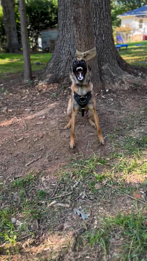 k9edt protection dog