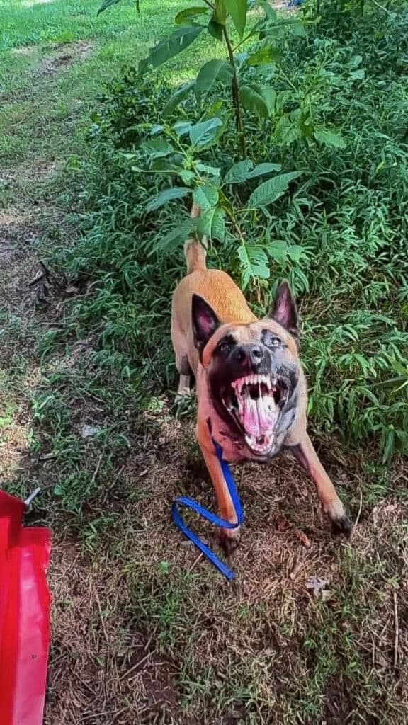 protection dog training malinois