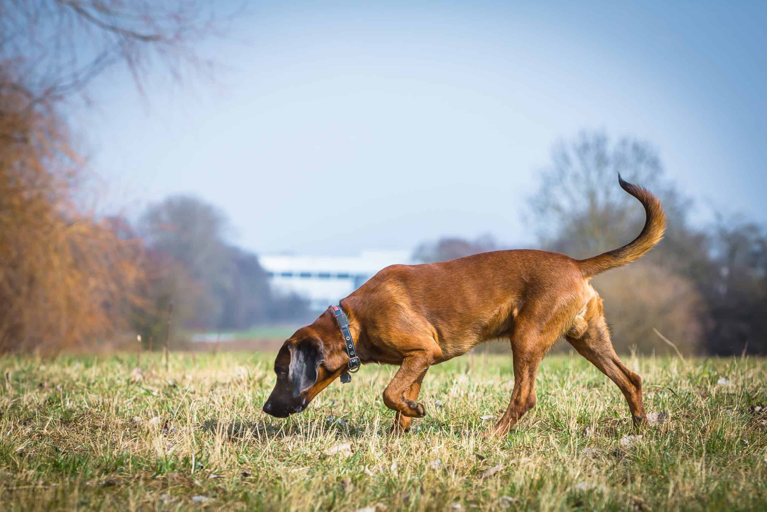 bloodhound sniffing on trail