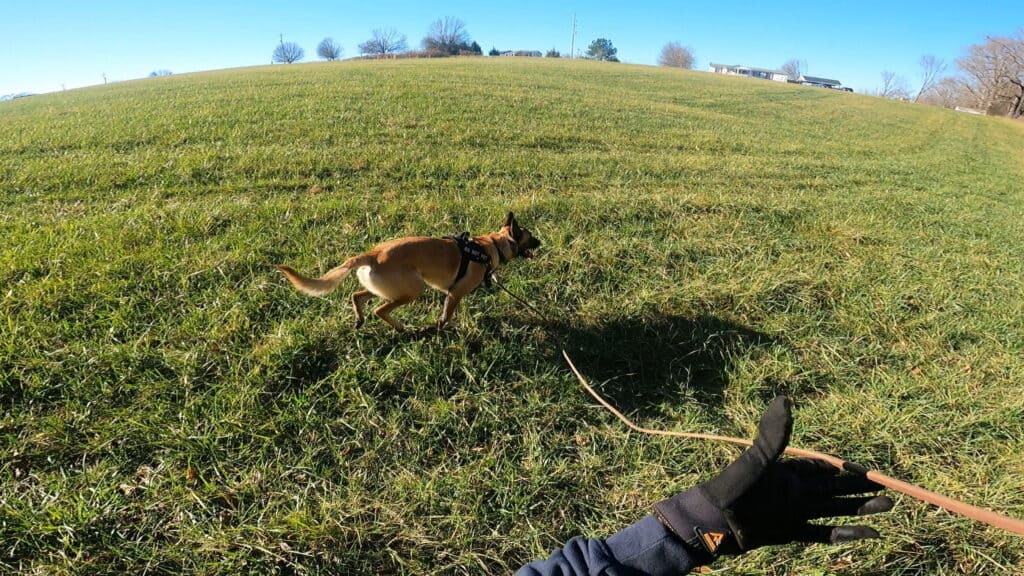 sar dog in field
