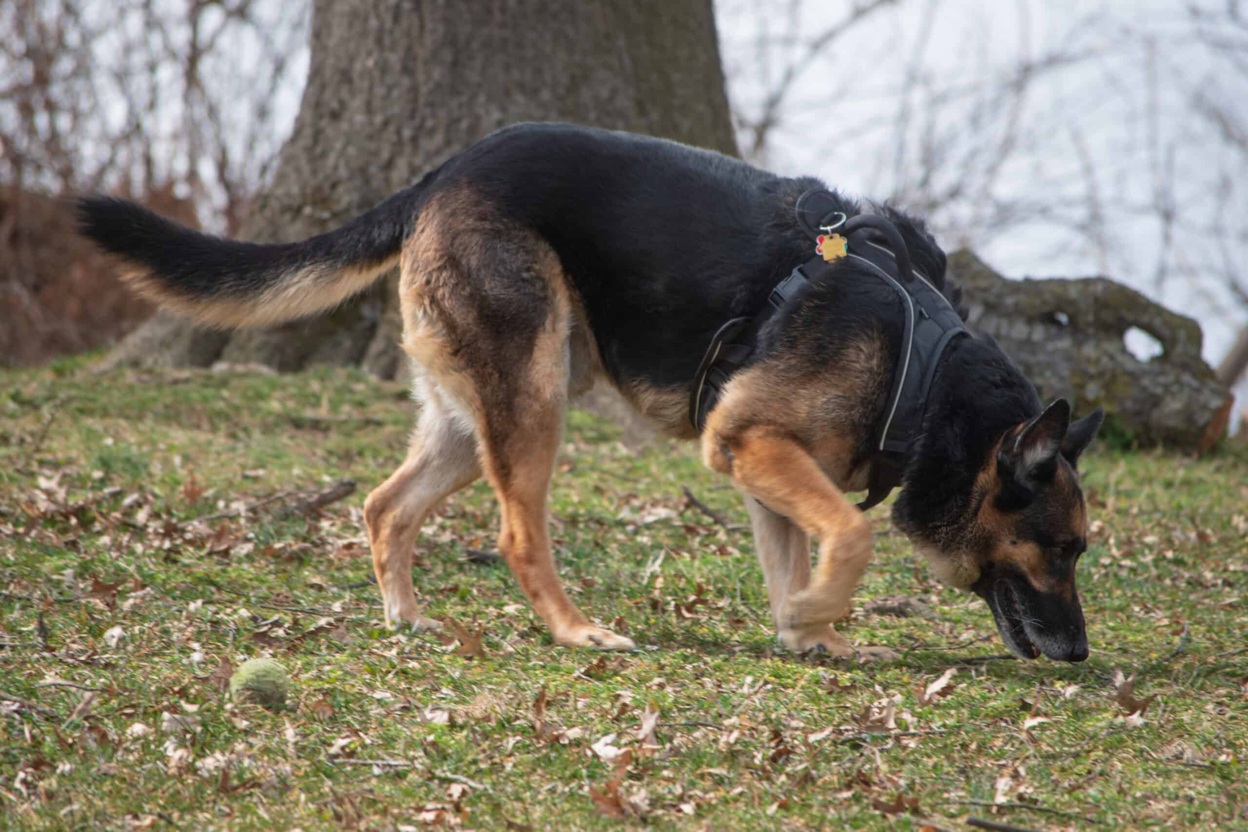 shepherd on harness doing trailing