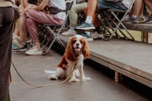 Read more about the article What is the AKC Canine Good Citizen Test?