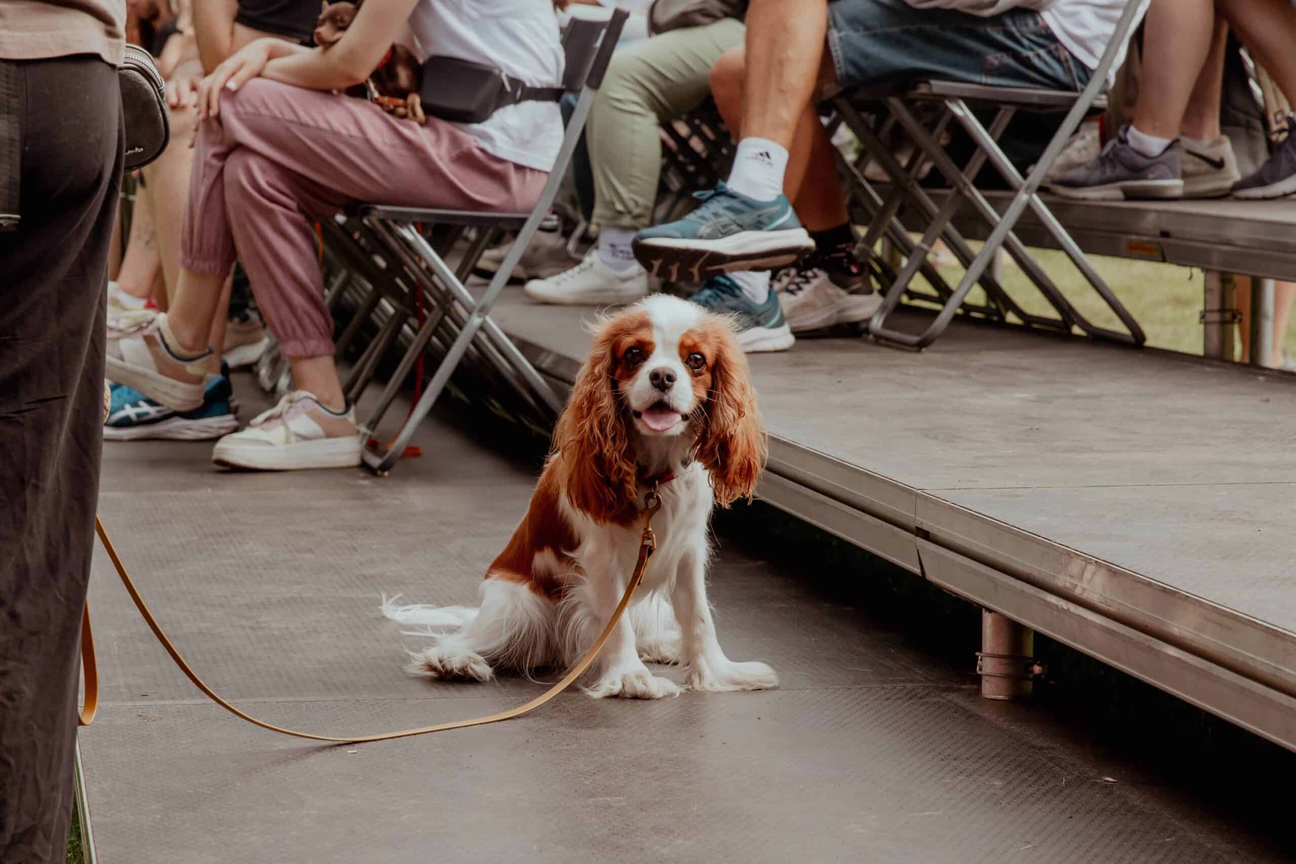 Read more about the article What is the AKC Canine Good Citizen Test?