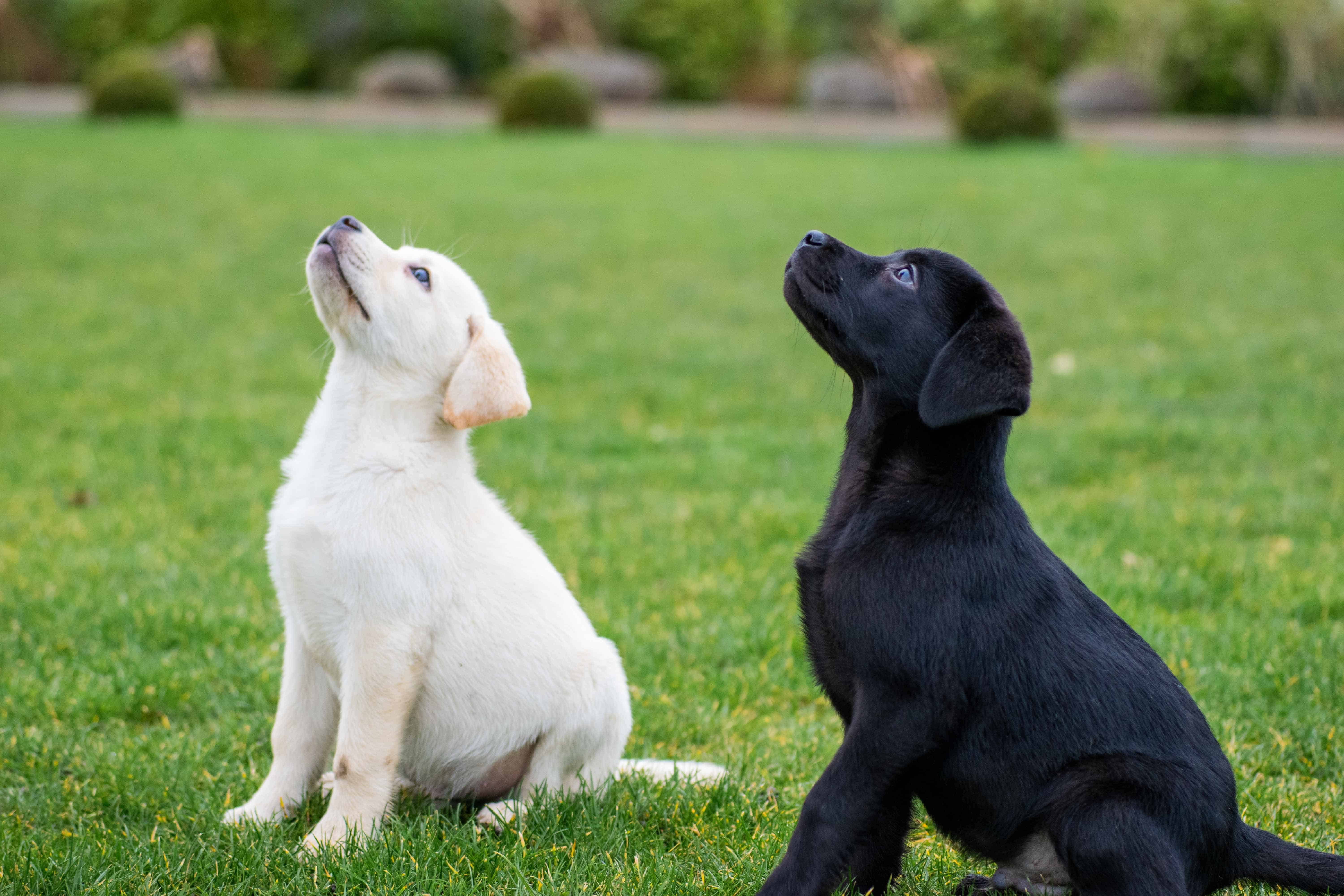 Read more about the article The Importance Of Education For Dog Trainers