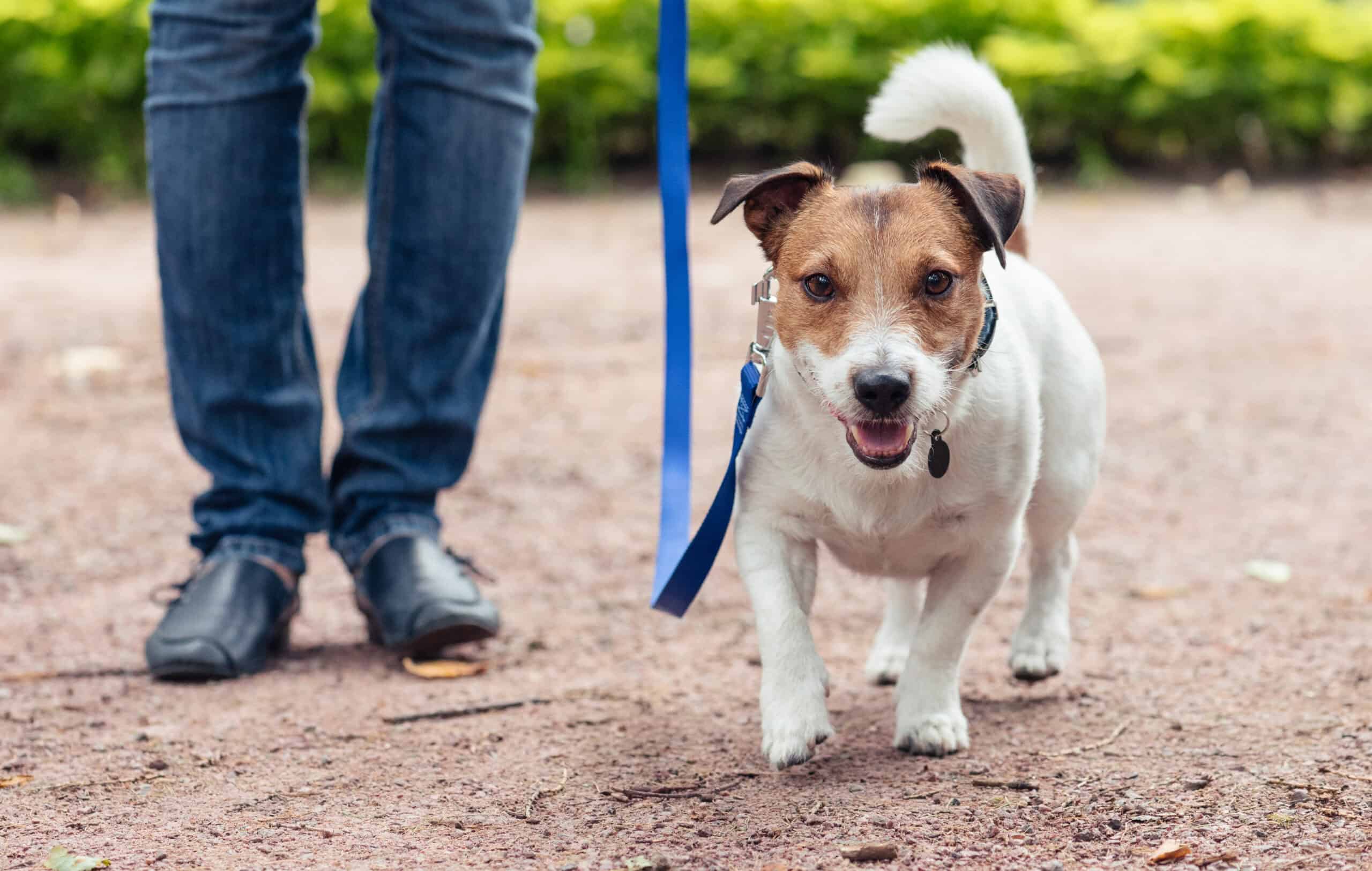 why dog trainer education is important