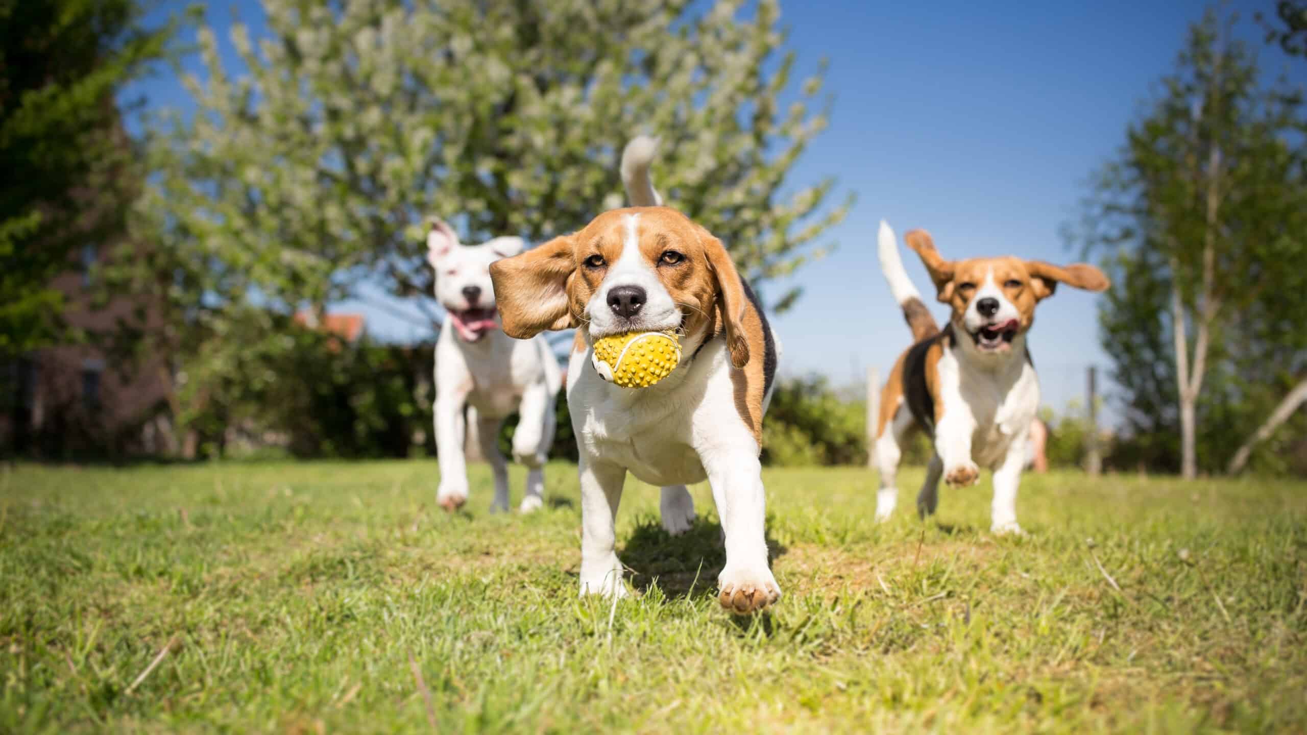dogs running with ball at dog park