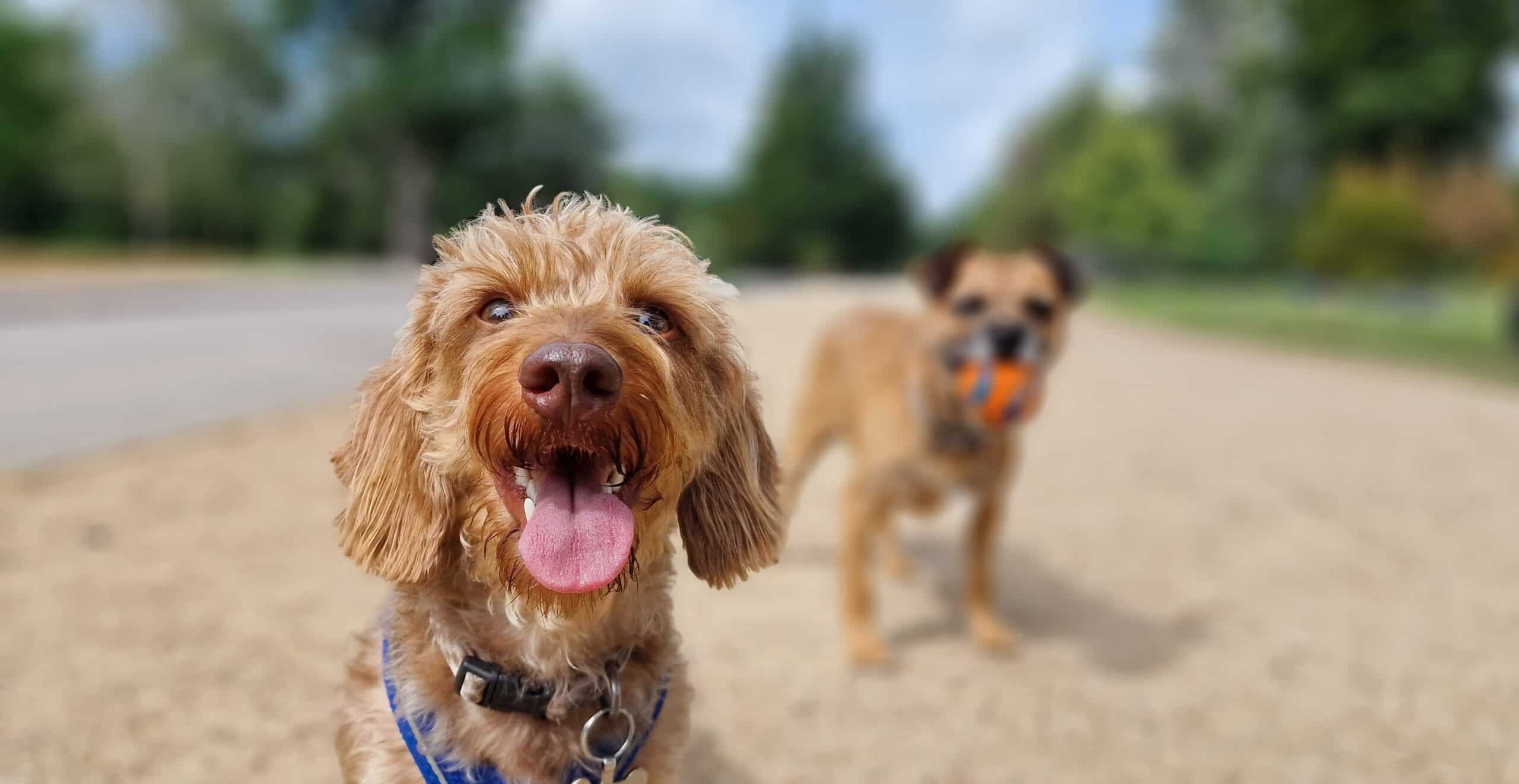 Read more about the article Should You Take Your Dog To A Dog Park?