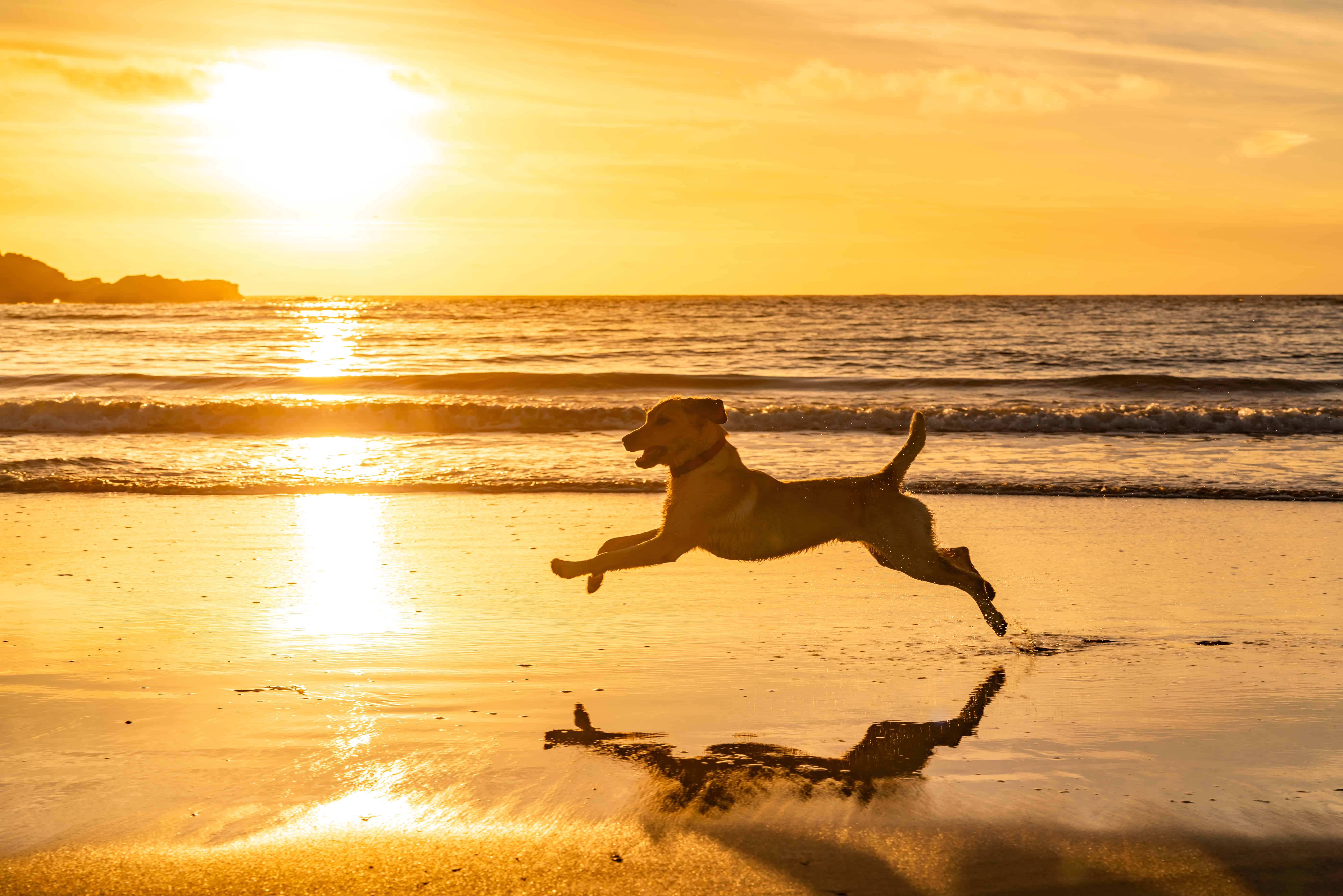 dog playing at the beach
