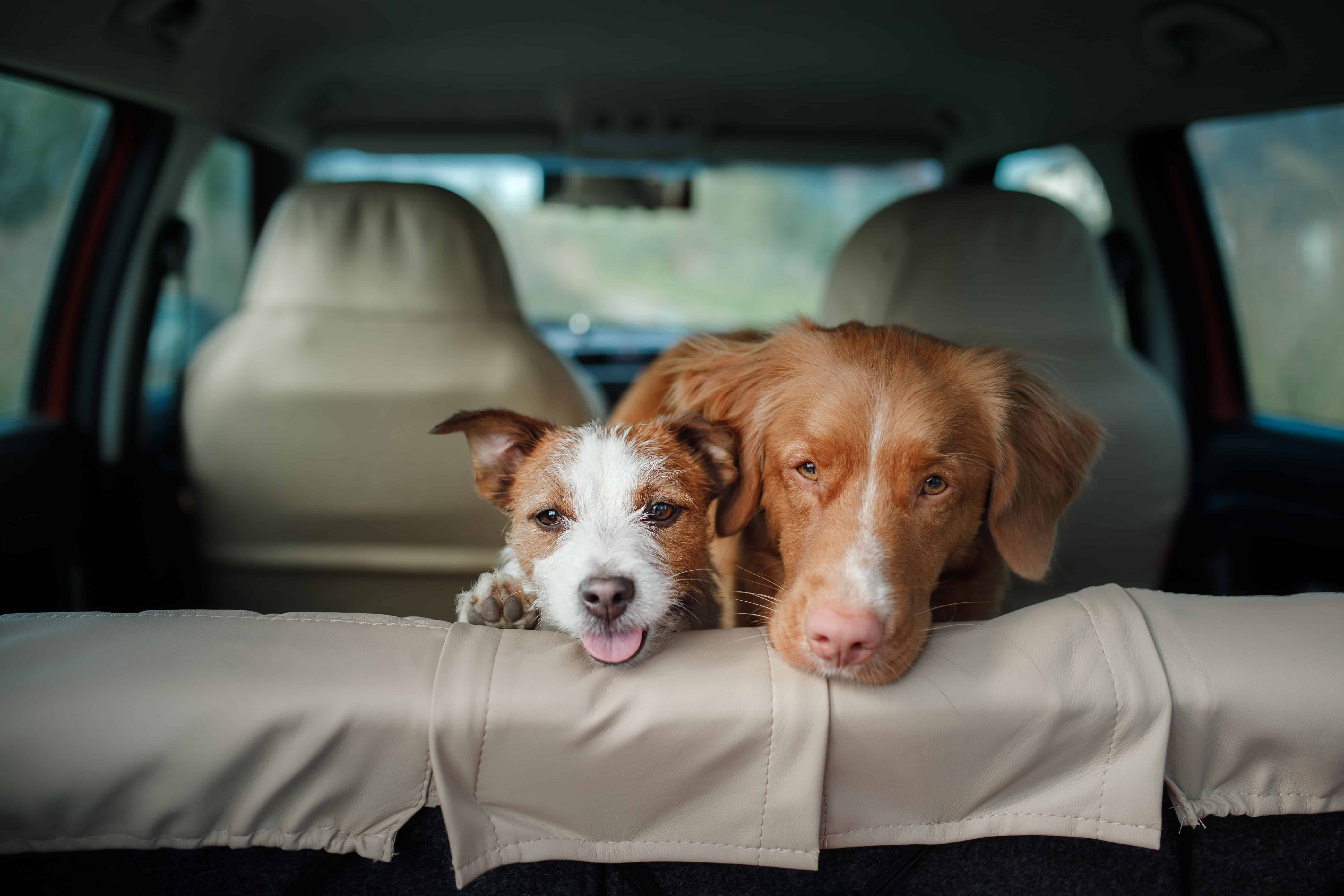 You are currently viewing 10 Tips For Traveling Safely With Your Dog