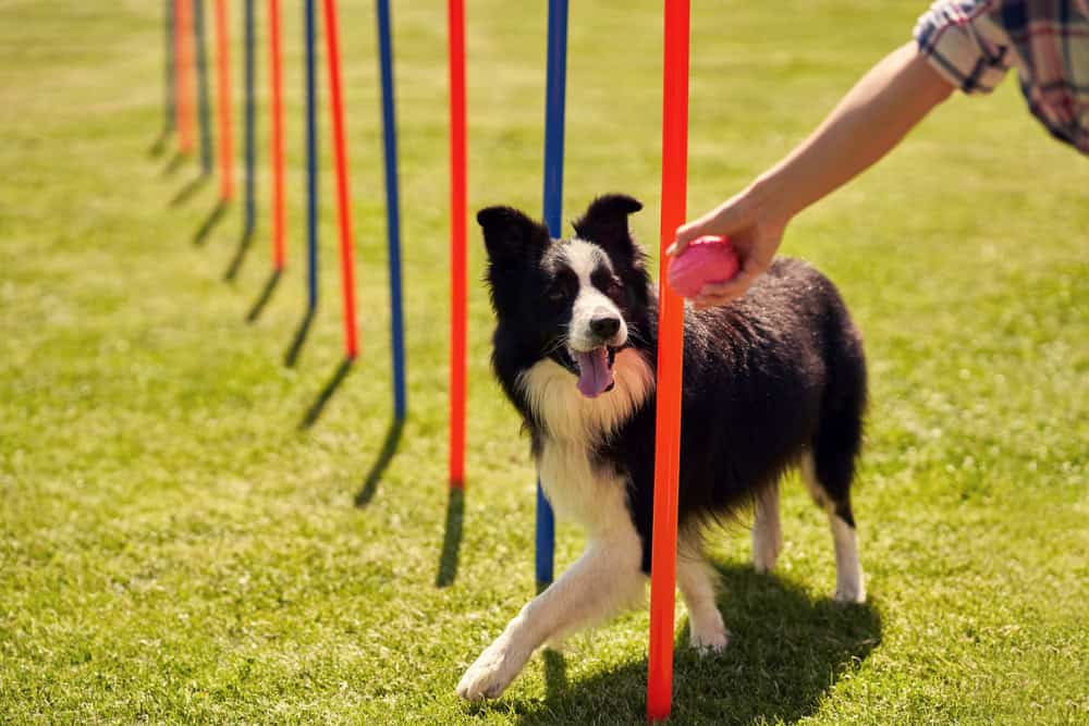 border collie responding to communication