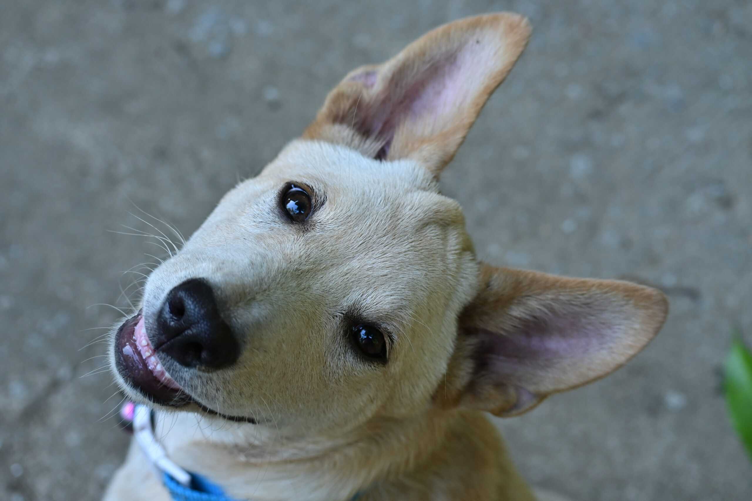 You are currently viewing How To Communicate Effectively With Your Dog