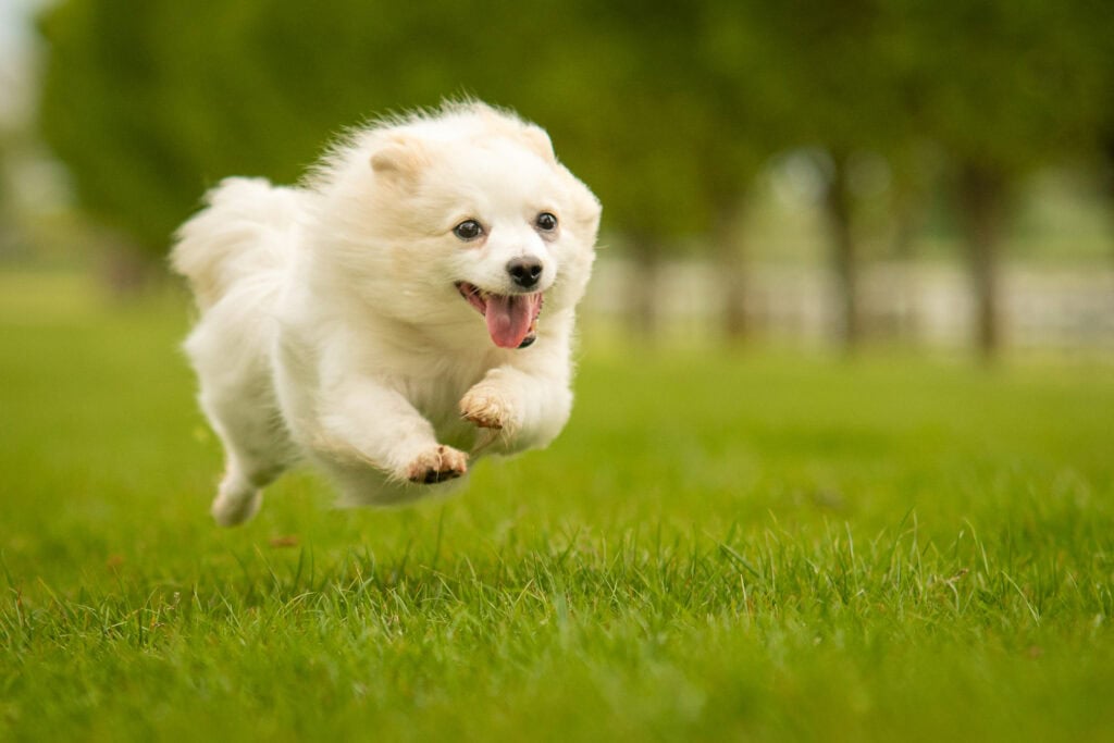 dog running towards owner