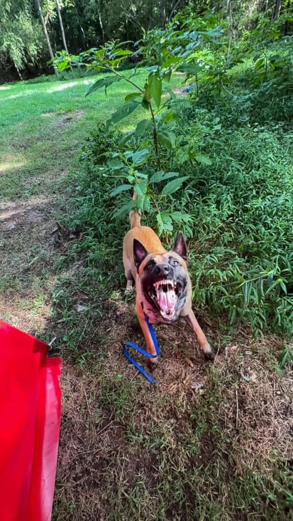protection dog k9 evolutions dog training