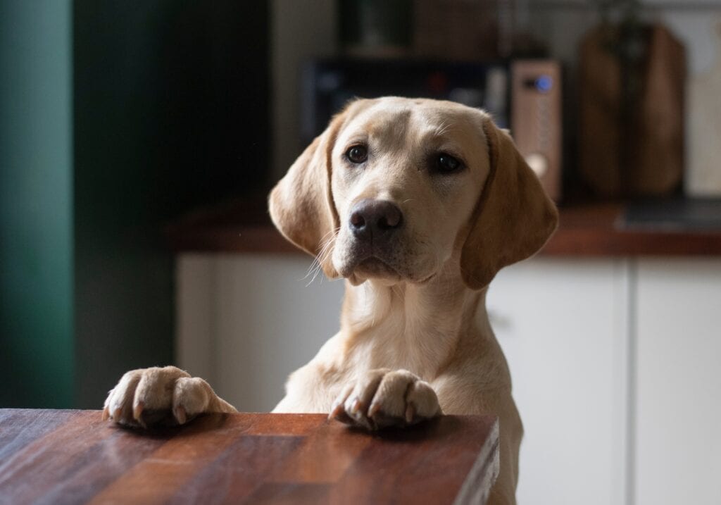 how to stop your dog counter surfing