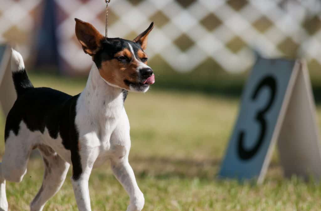 rat terrier doing obedience