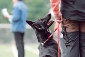 Read more about the article What Is Competition Obedience?