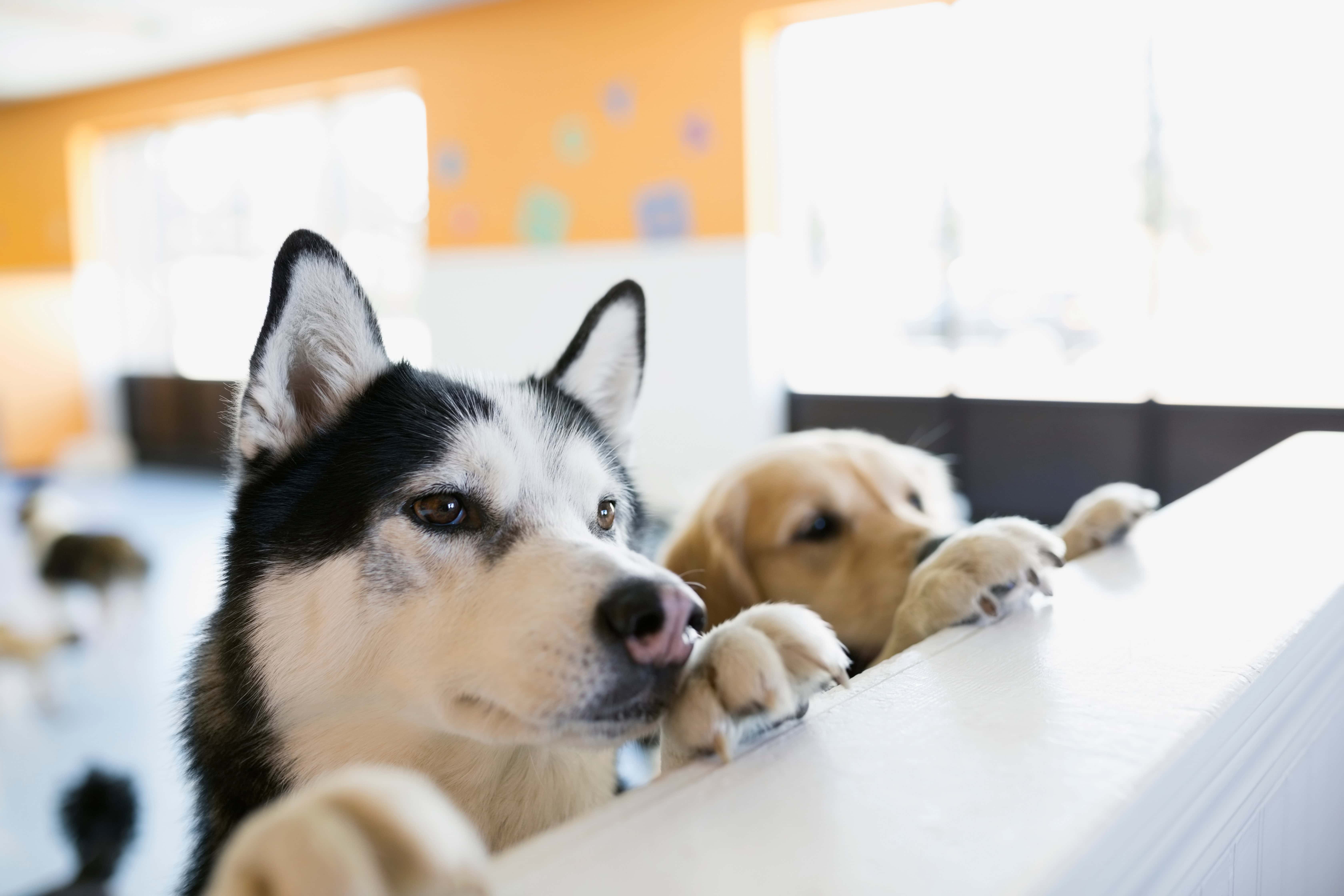 Read more about the article How To Stop Your Dog From Counter Surfing