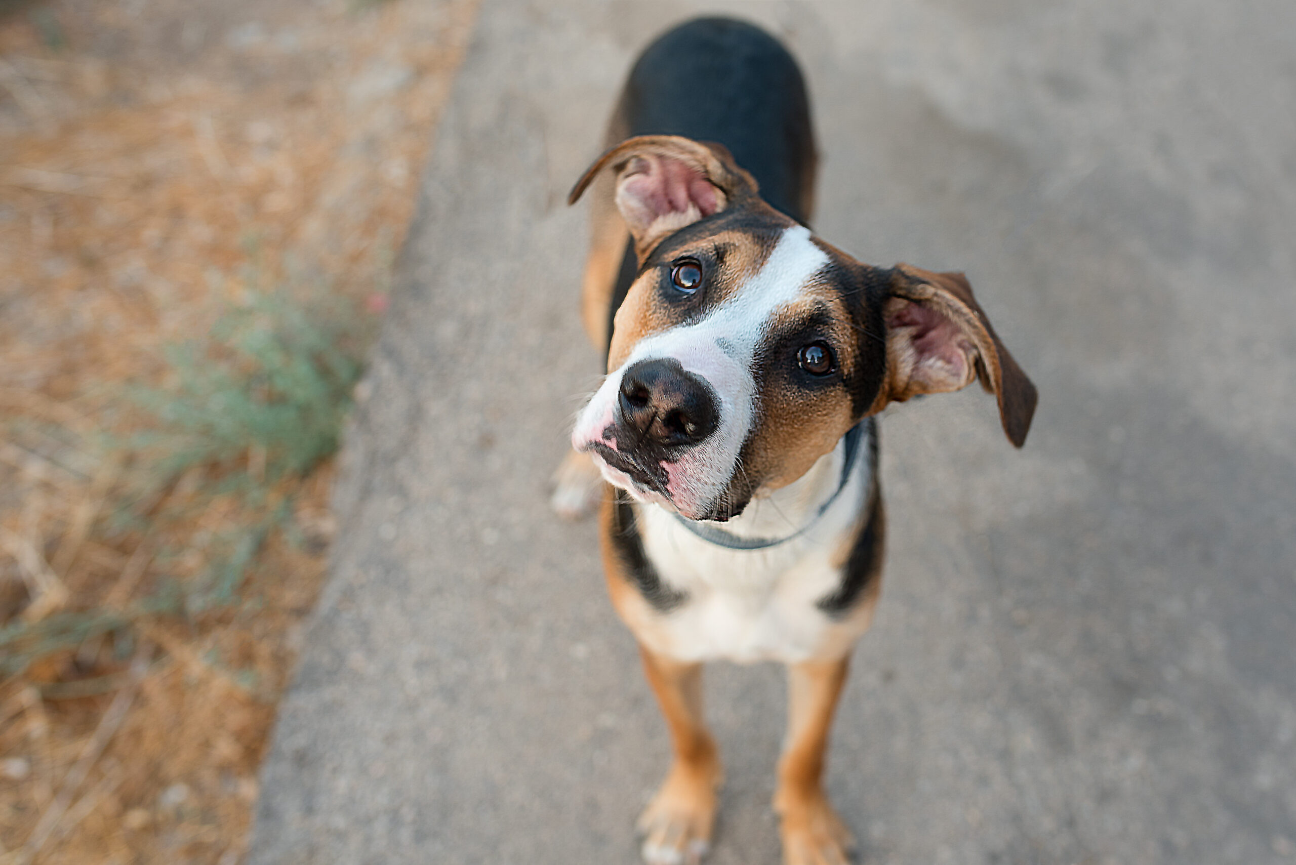 creating consistency for your dog