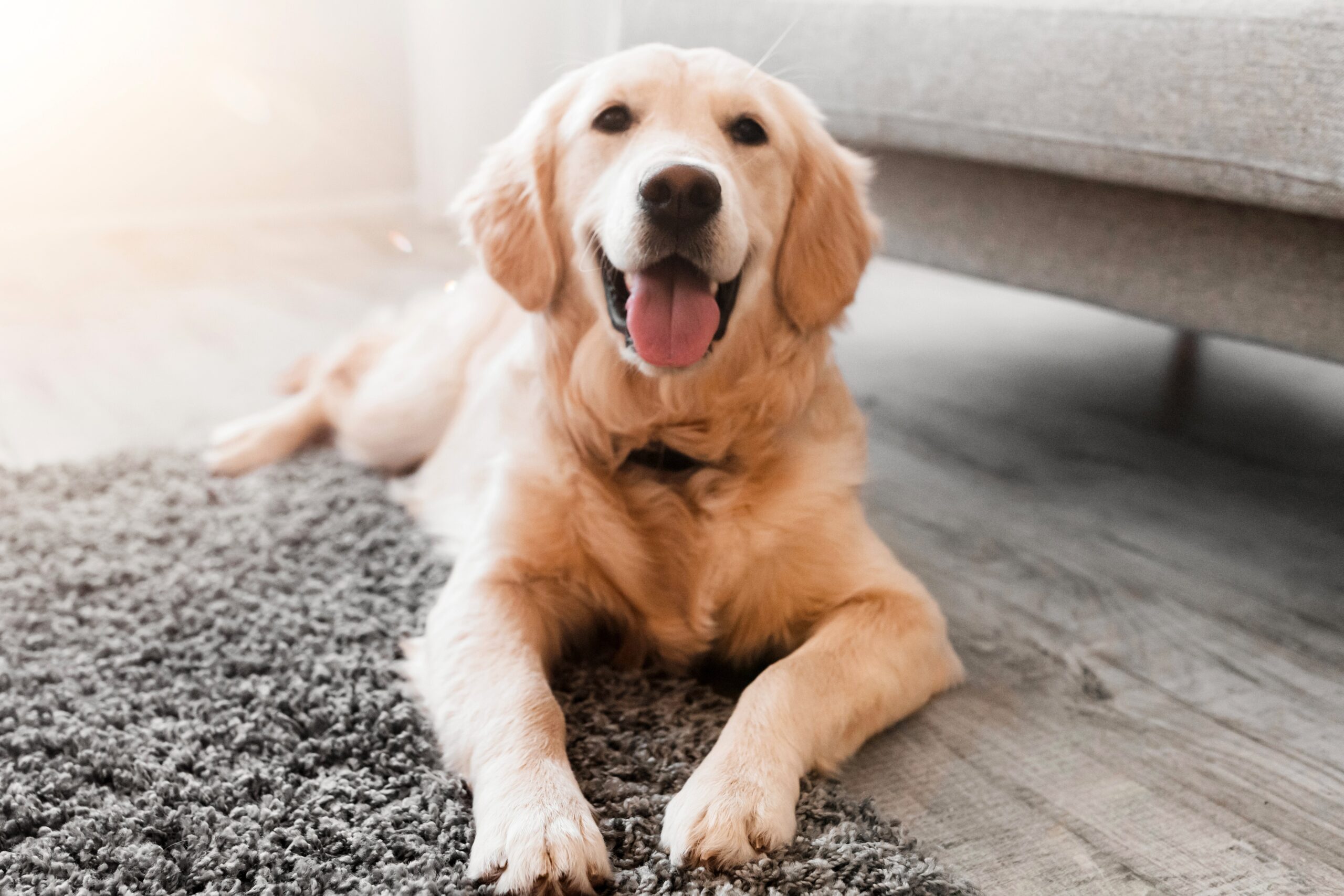 Read more about the article Why Consistency Matters In Dog Training