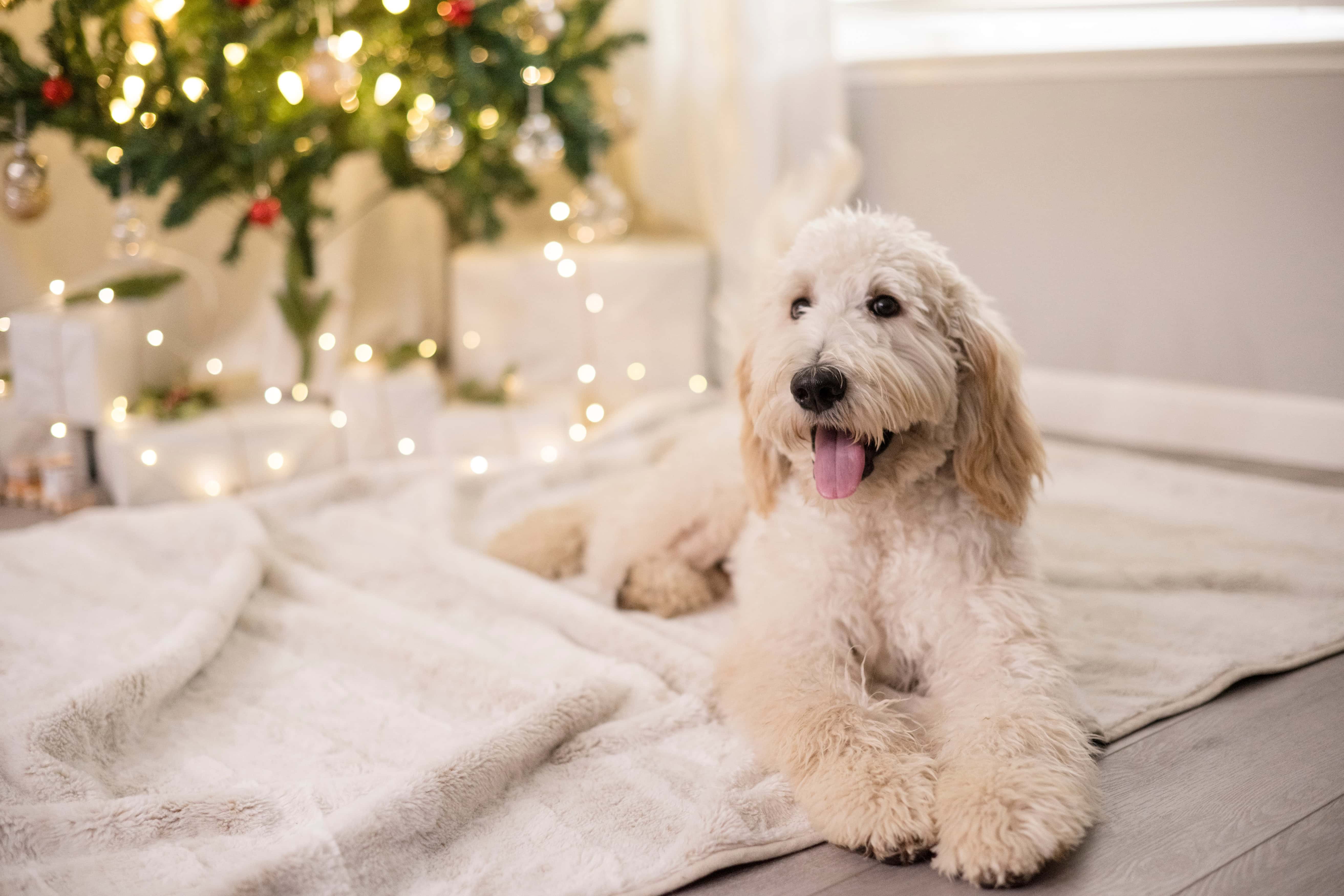 dog under christmas tree