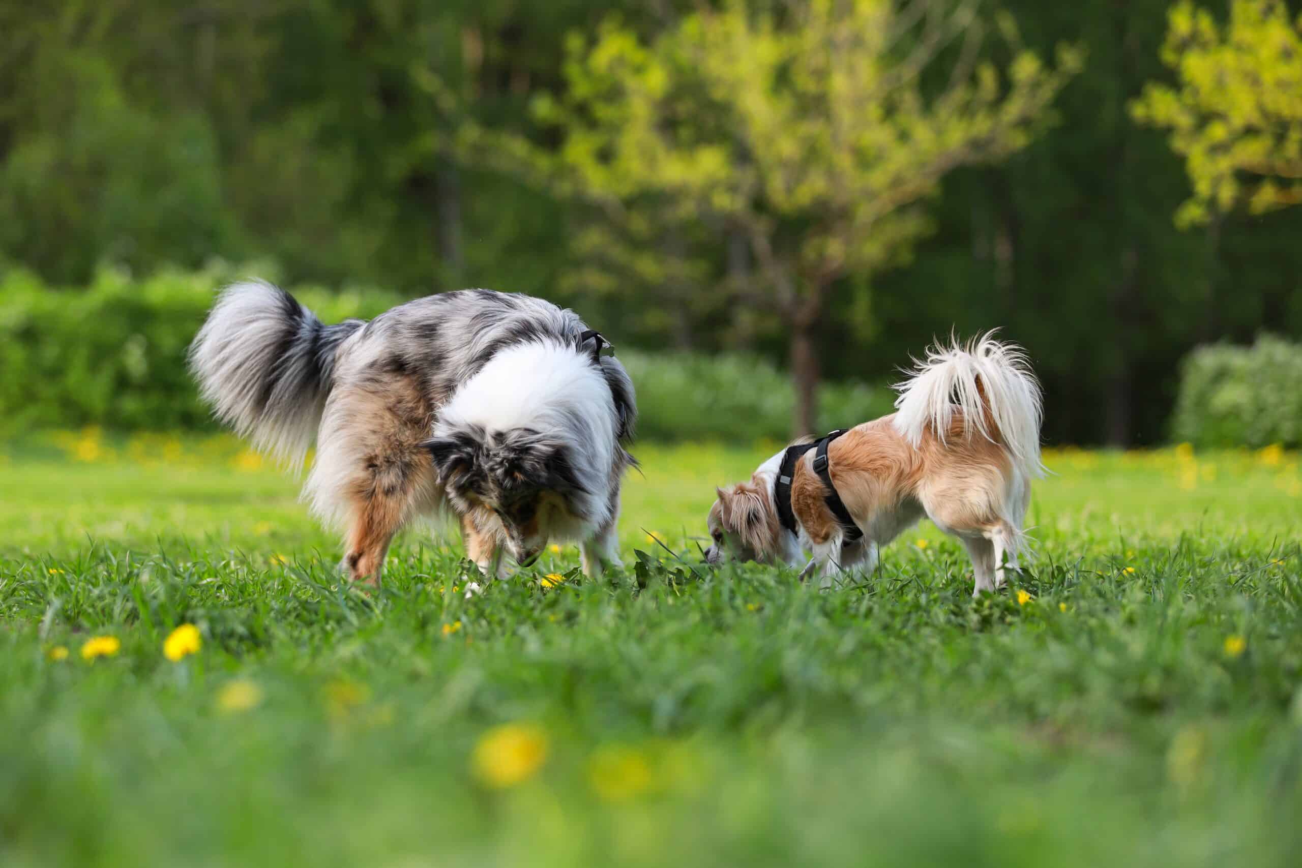 dogs sniffing outside