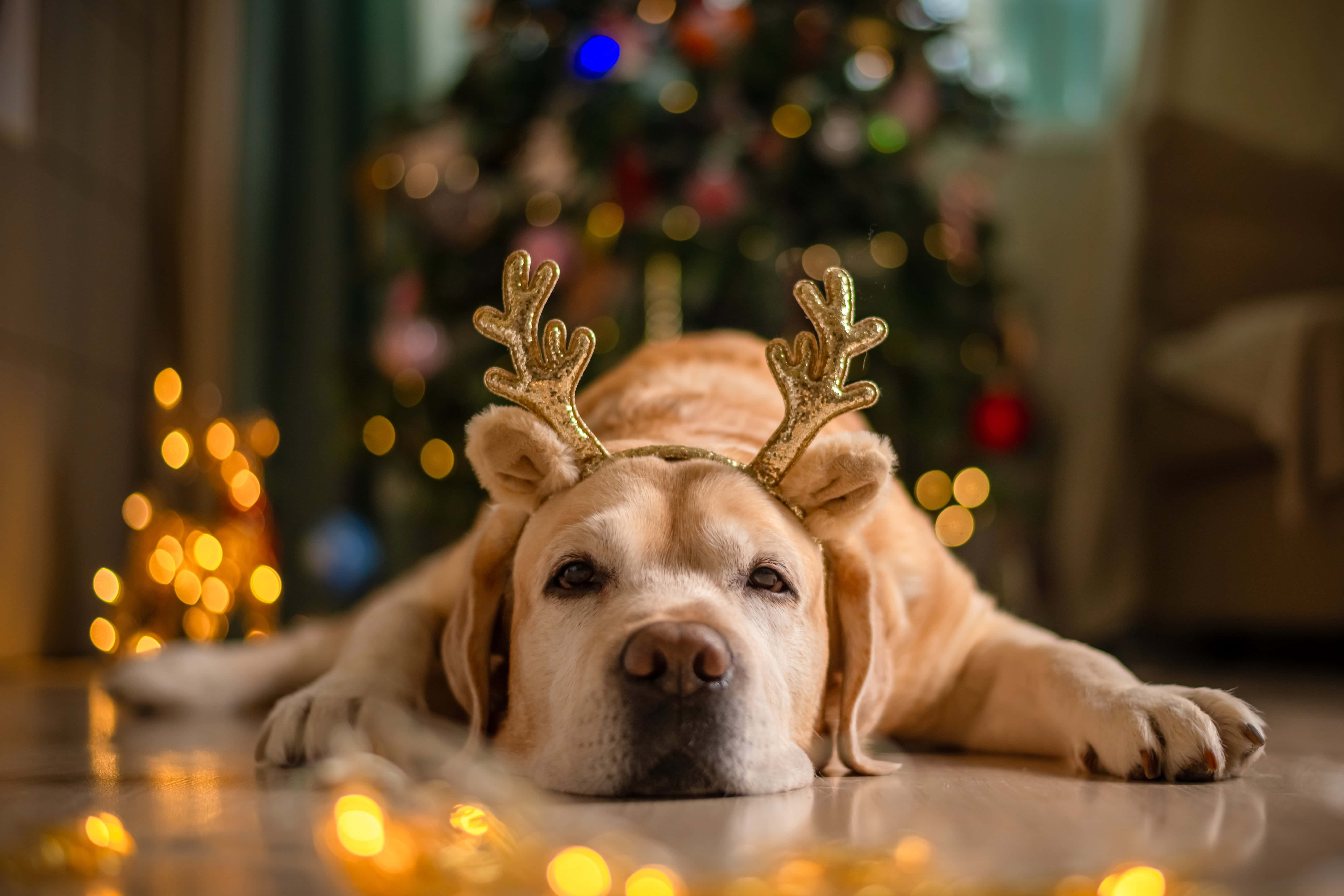 You are currently viewing How To Keep Your Dog Calm During The Holidays