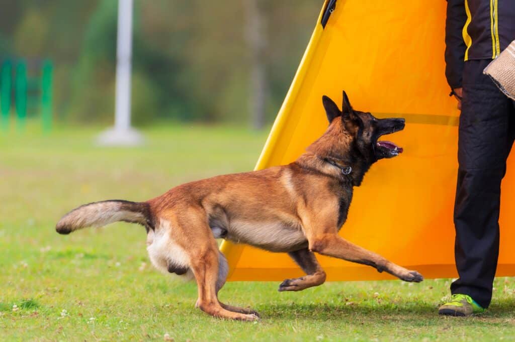 schutzhund