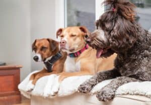 Read more about the article Essential Training Tips For Multi-Dog Households