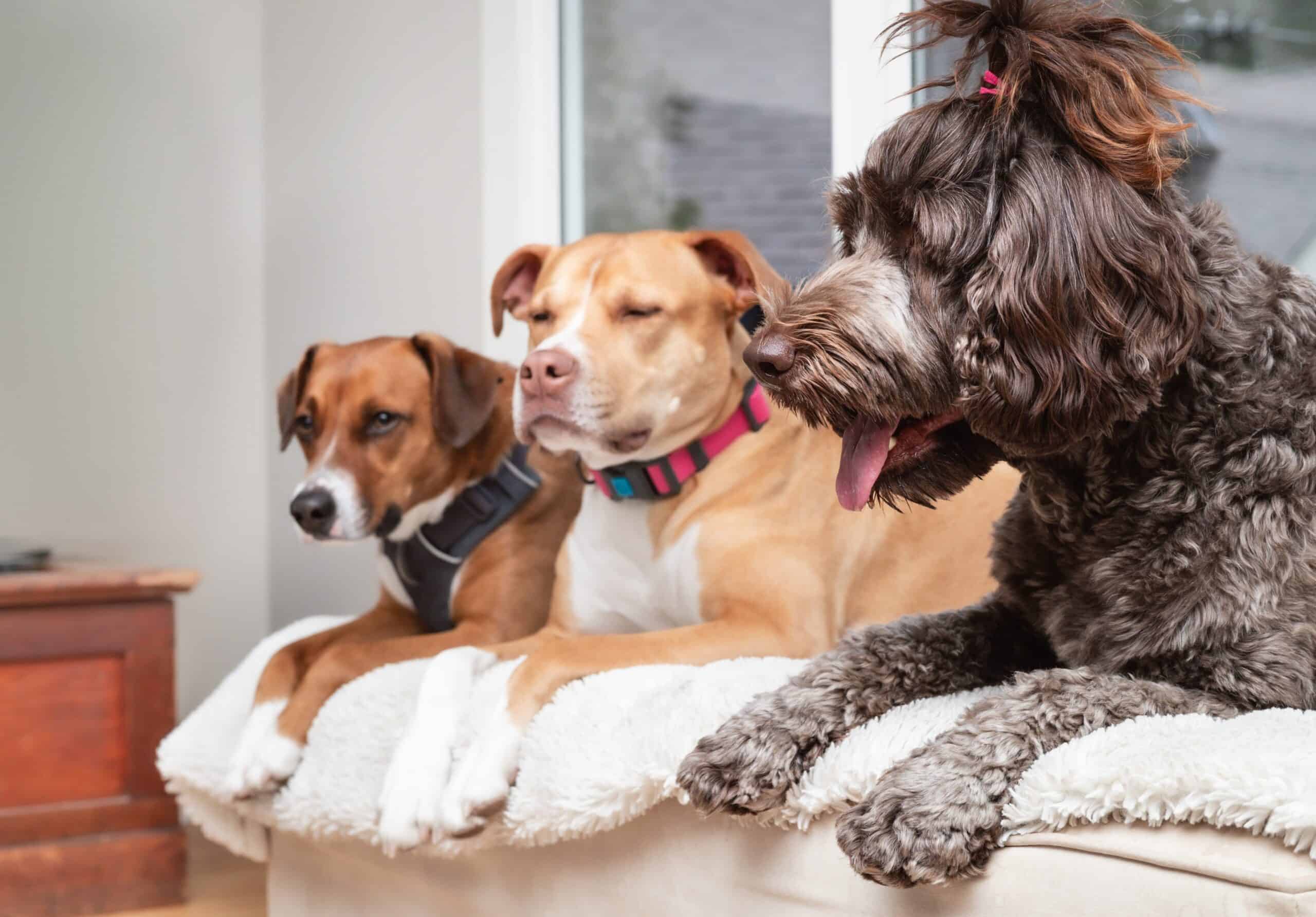 You are currently viewing Essential Training Tips For Multi-Dog Households