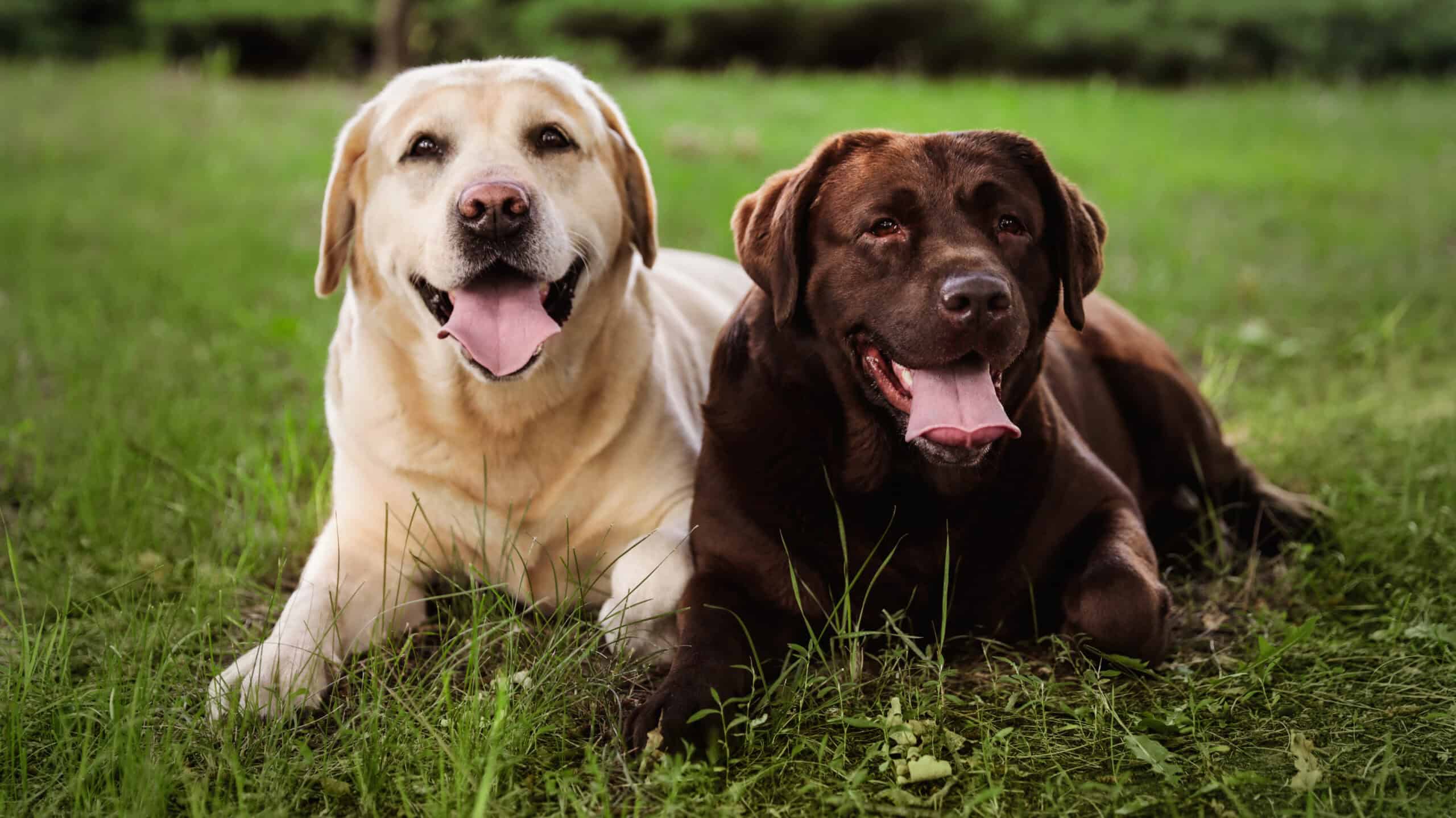 two labradors in the grass