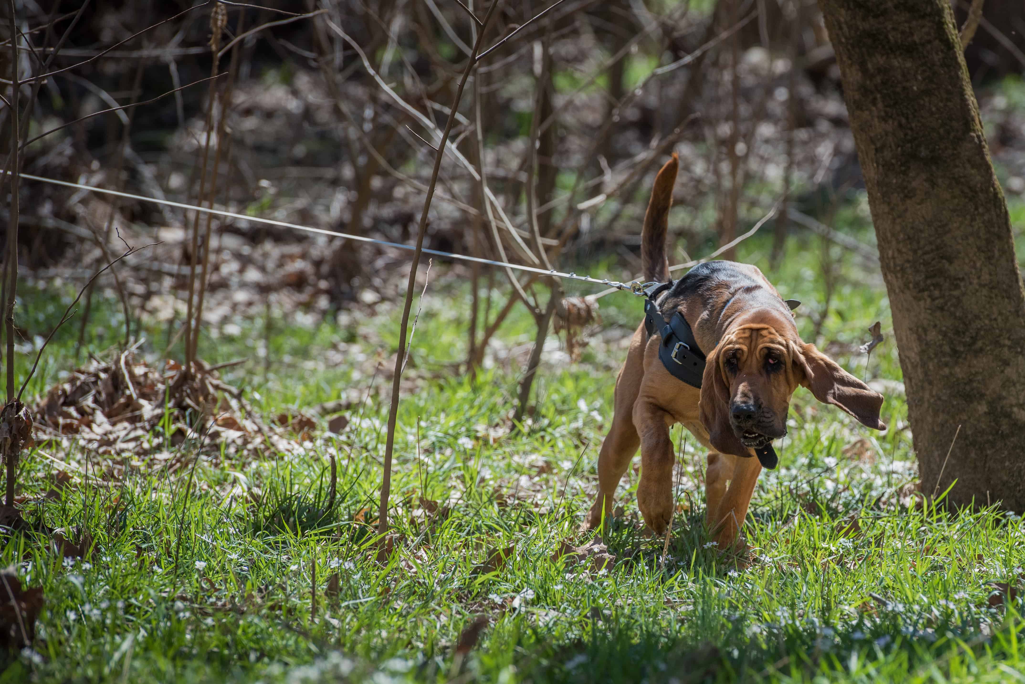 bloodhound in forest