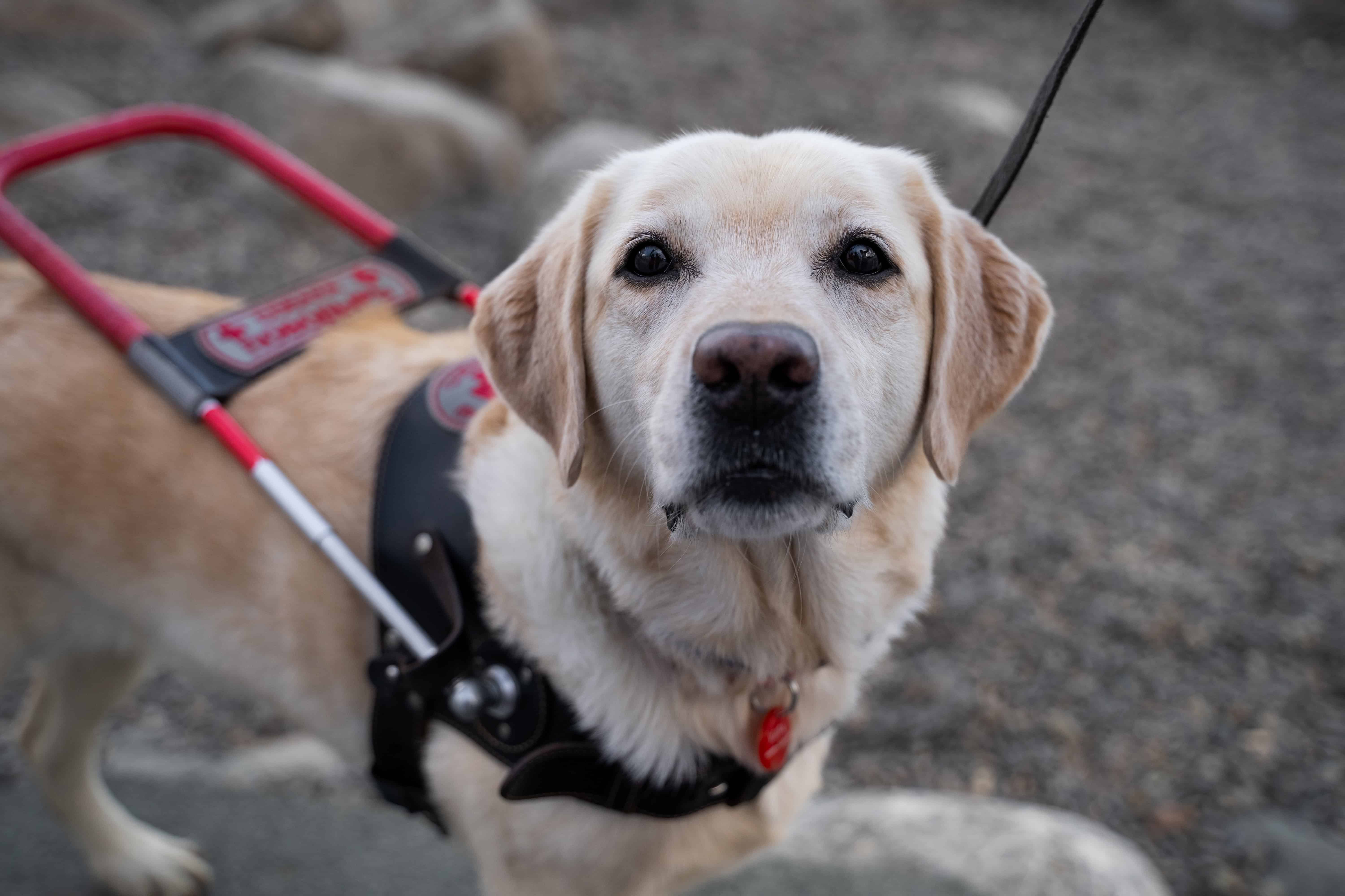 guide dog close up