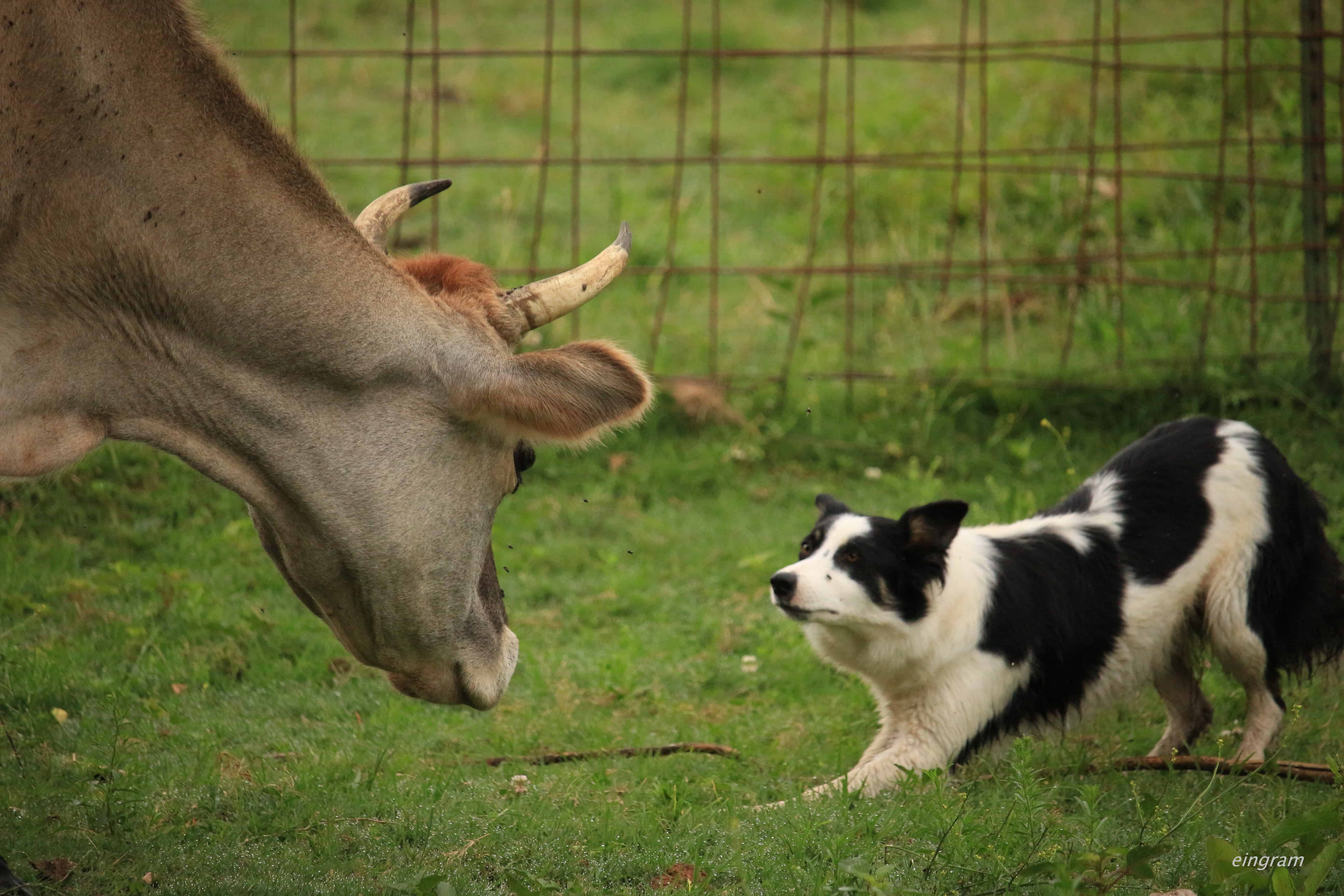You are currently viewing Why Genetics Matter For Your Dog’s Cognitive and Physical Needs