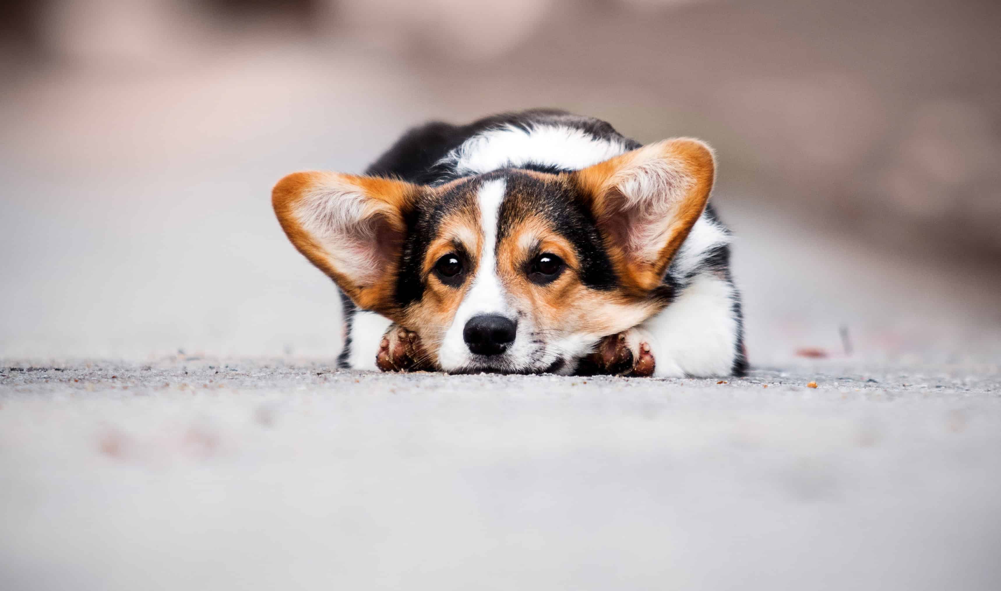 Read more about the article How Boredom Can Create Unwanted Behaviors In Your Dog