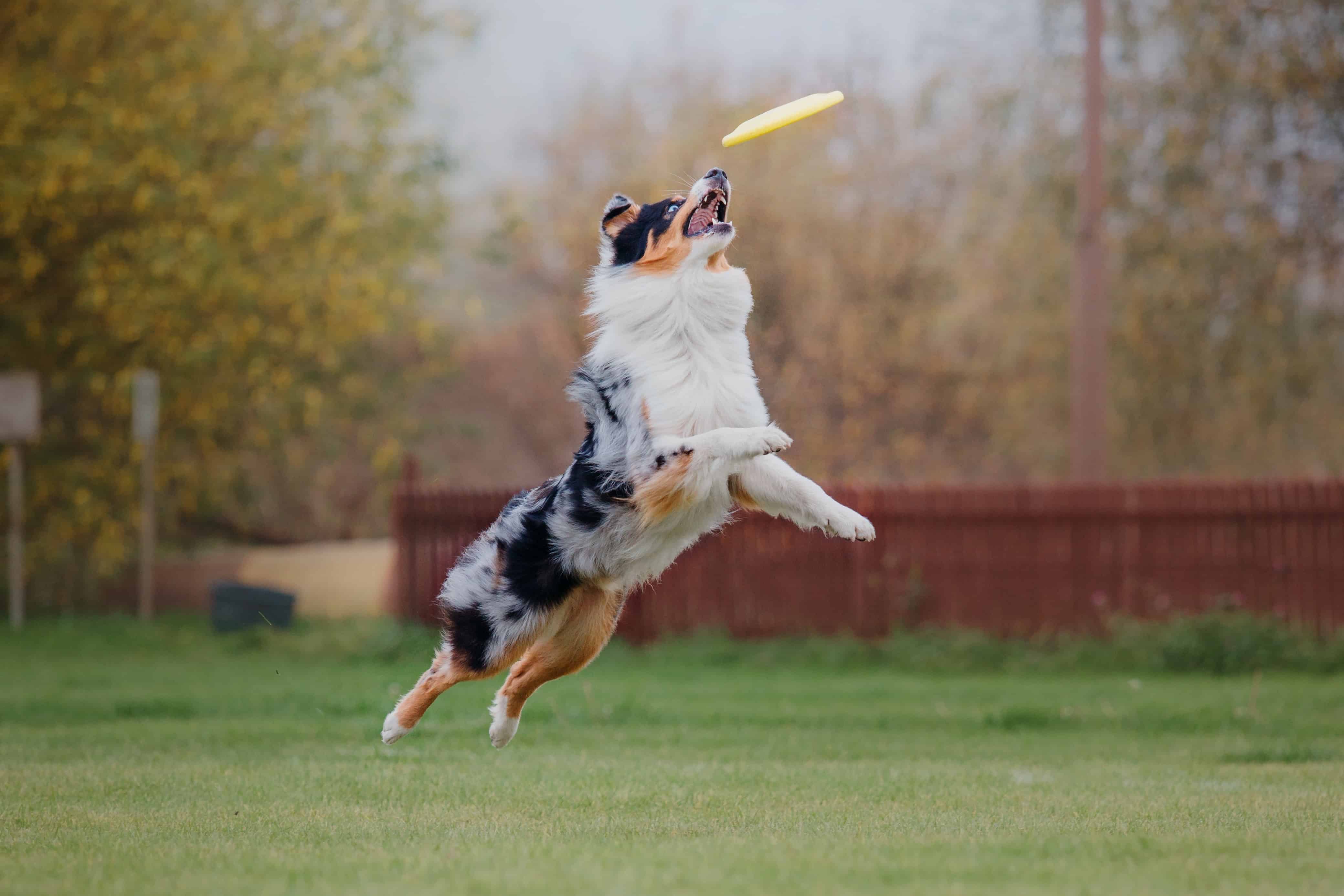 dog doing disc agility