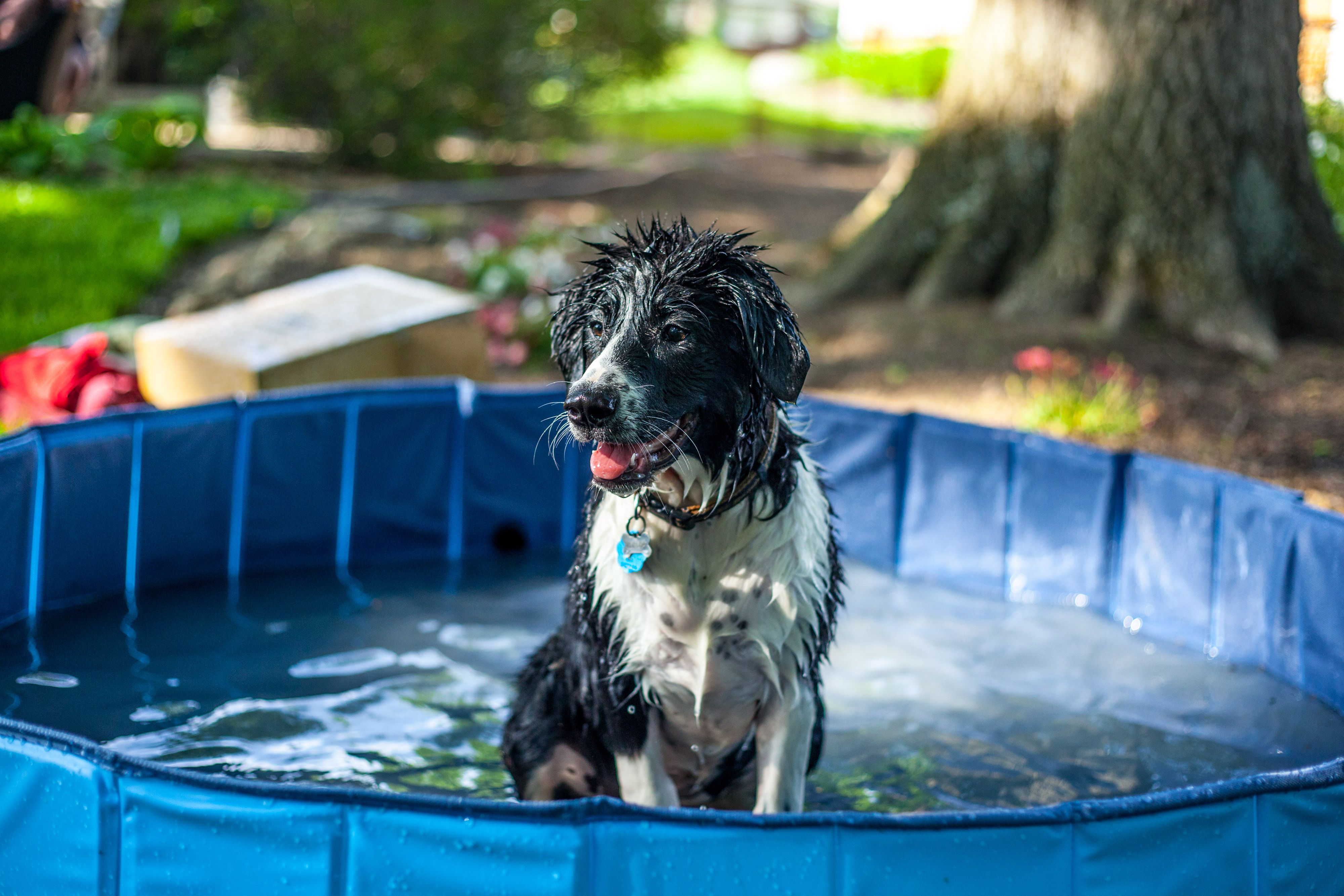 dog cooling in paddling pool