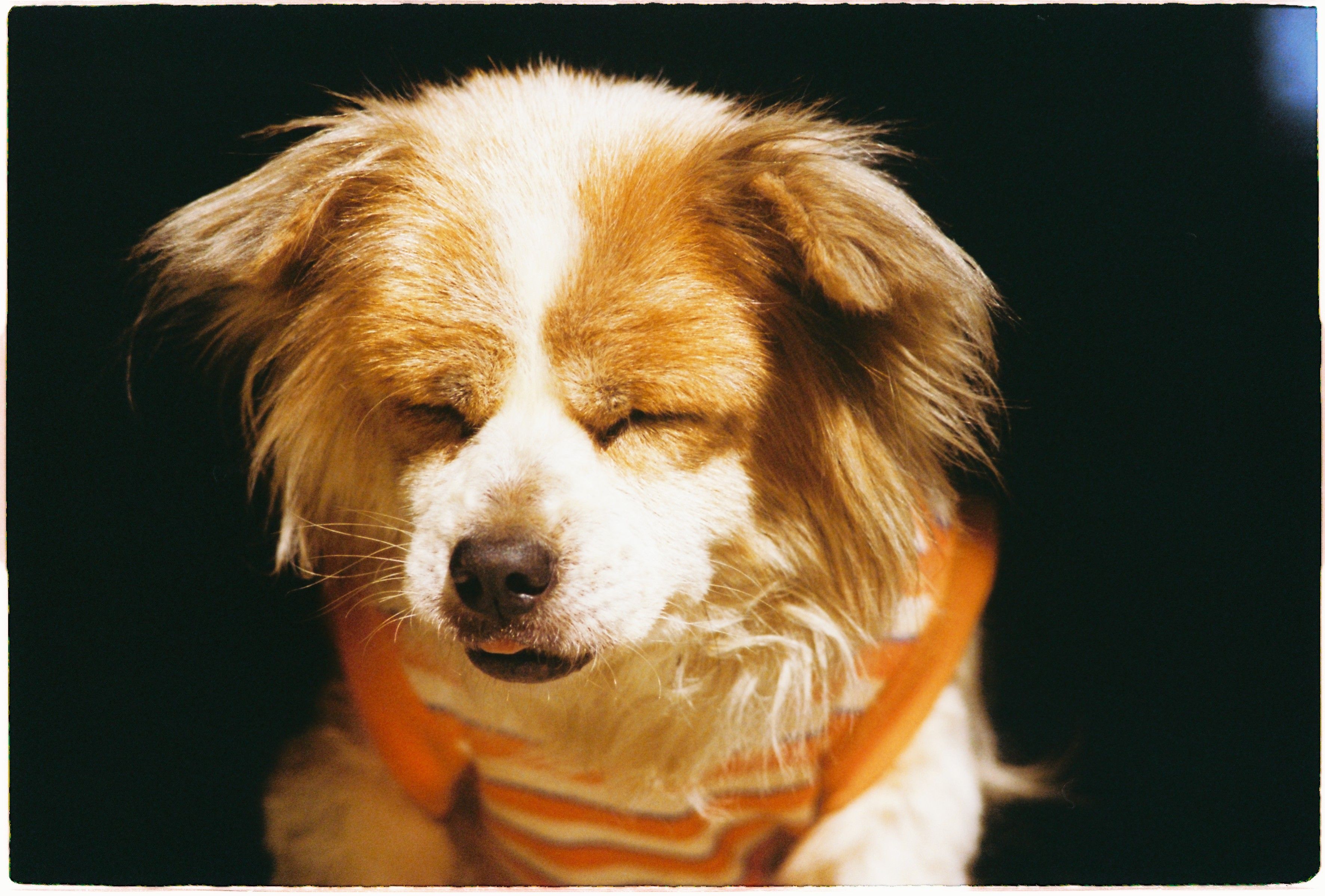 dog in the sun