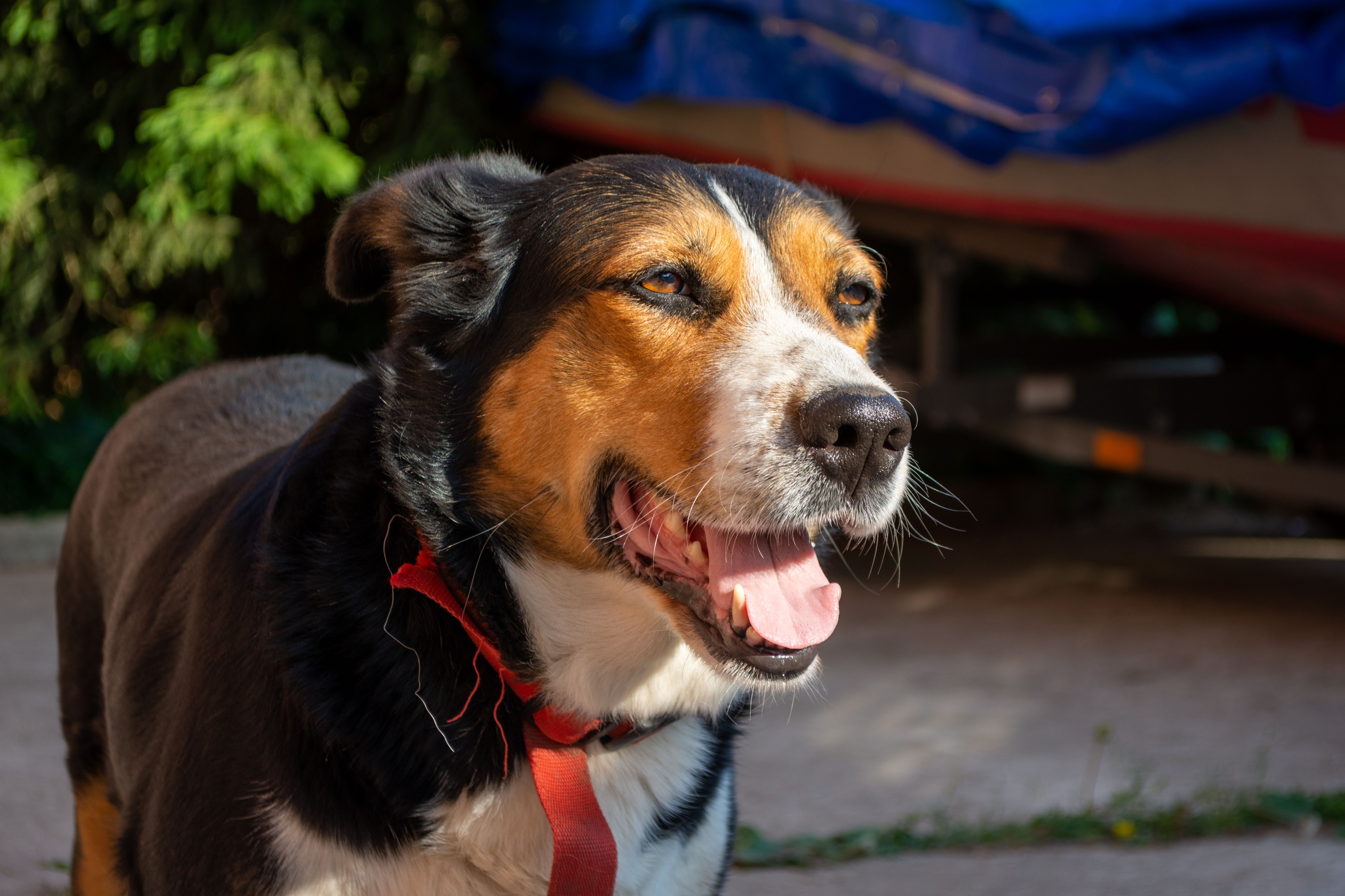 Read more about the article How To Train Your Dog In Hot Weather