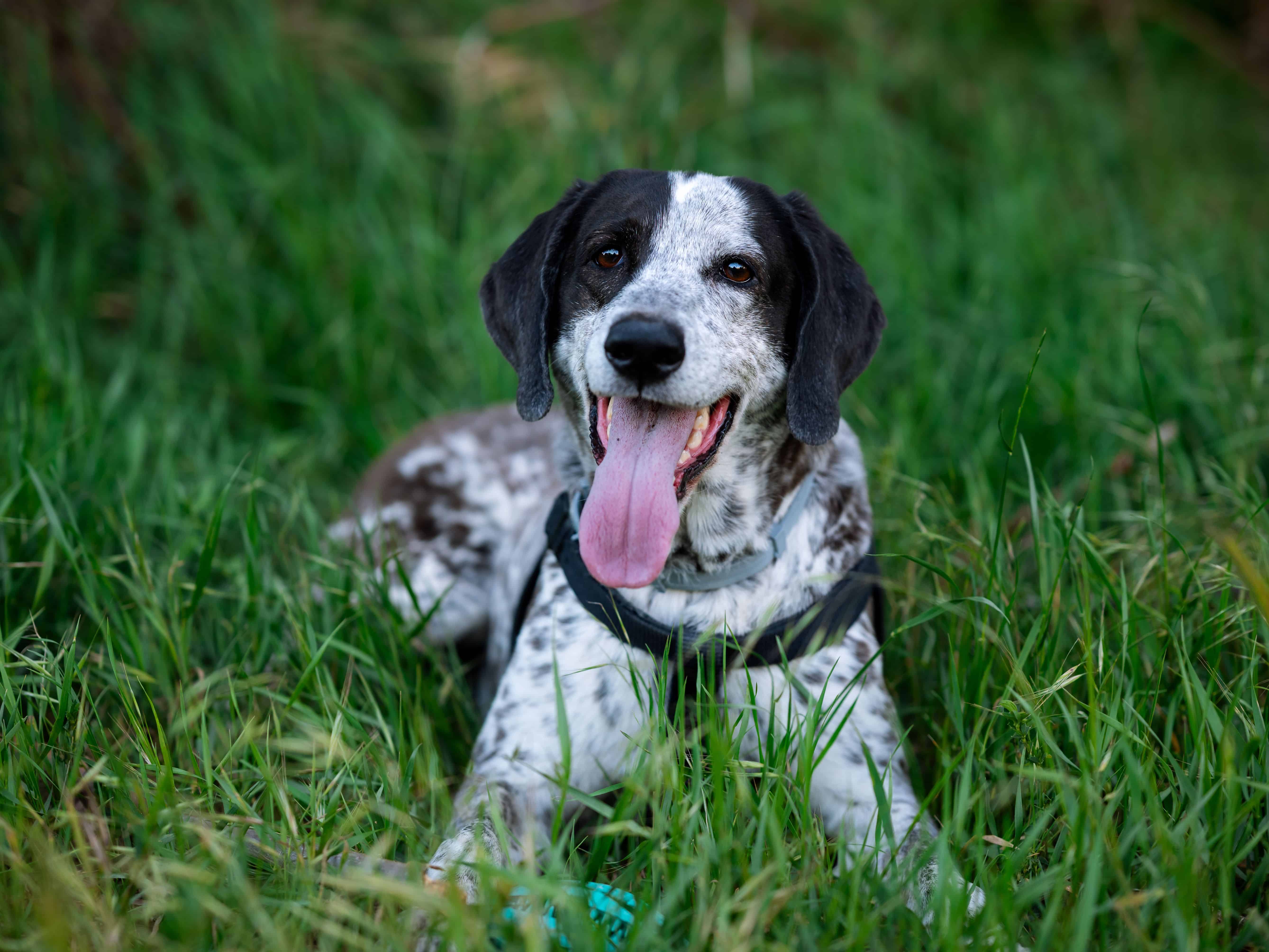 Read more about the article Why Creating A Structure Improves Your Dog’s Behavior